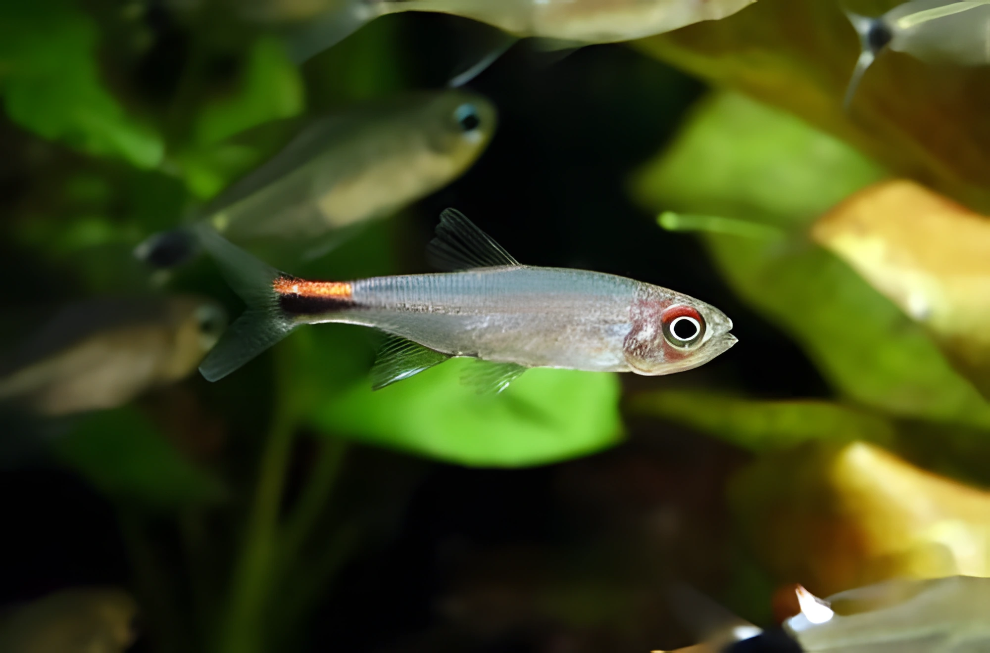Fotografía del pez de acuario Tetra-Pimienta