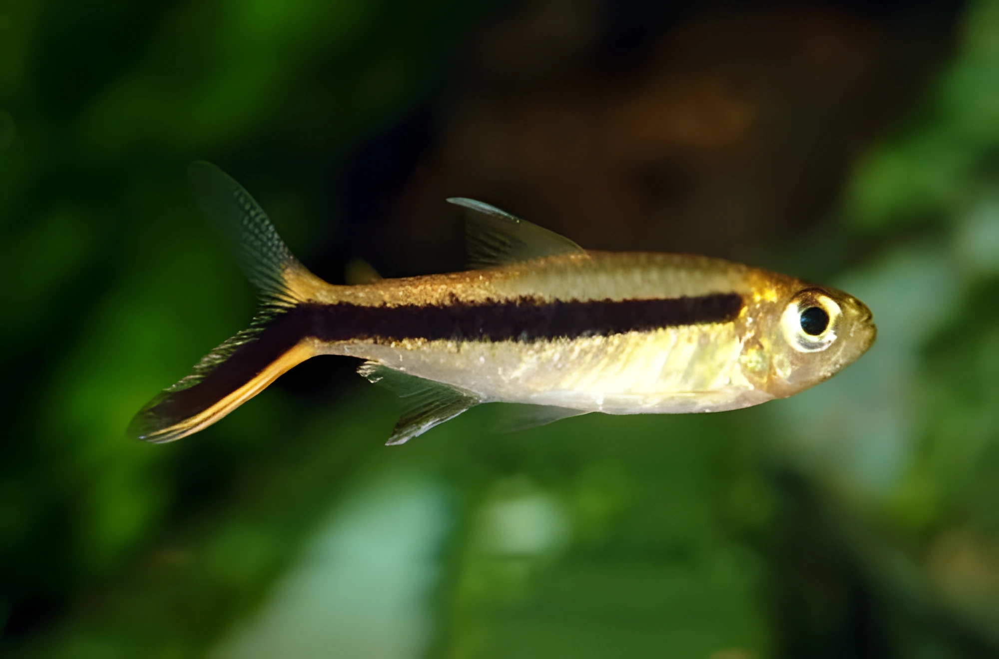 Fotografía del pez de acuario Tetra Pingüino