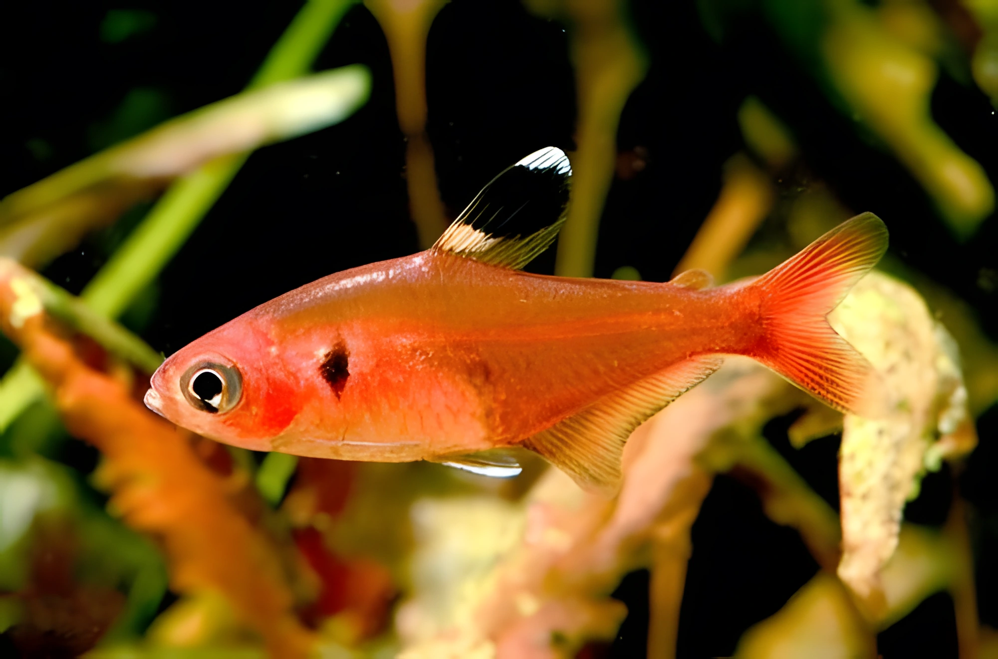 Fotografía del pez de acuario Tetra de Schultz