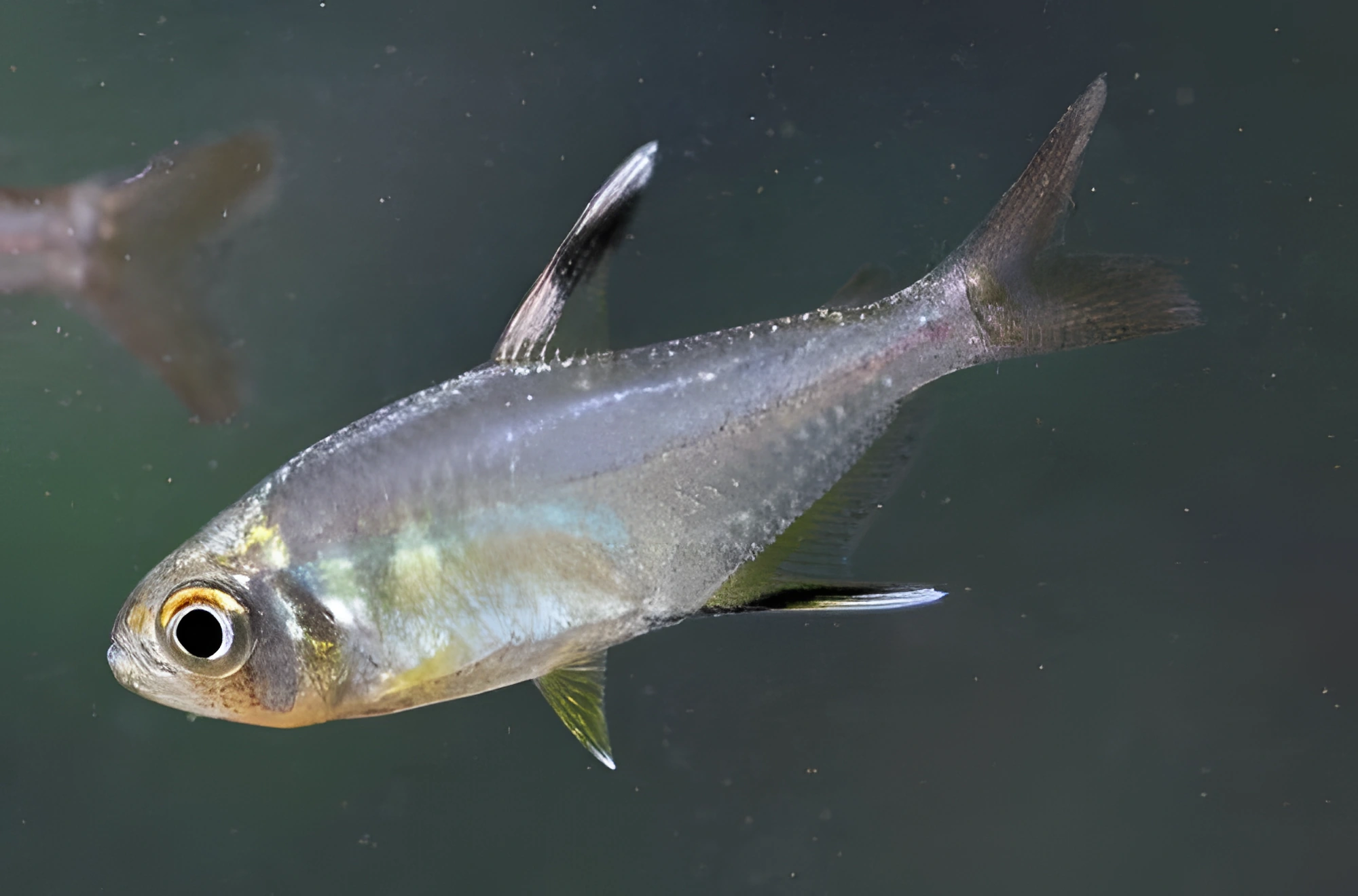 Fotografía del pez de acuario Tetra de Trinidad