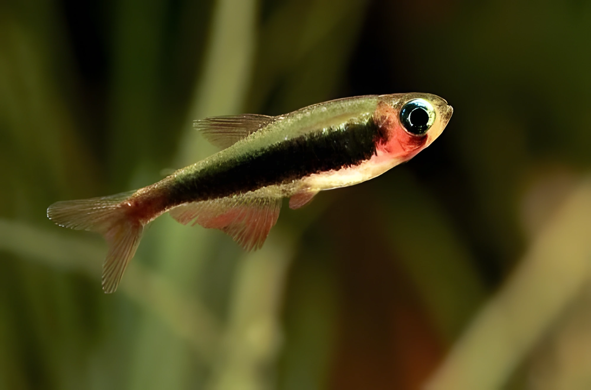 Fotografía del pez de acuario Tetra Tucano
