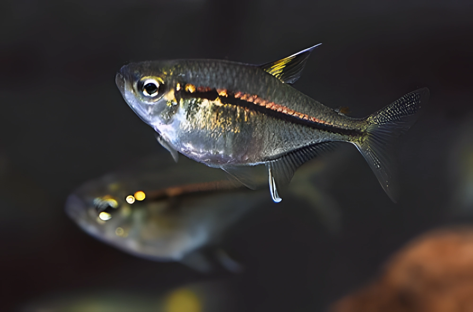 Fotografía del pez de acuario Tetra de Ulrey