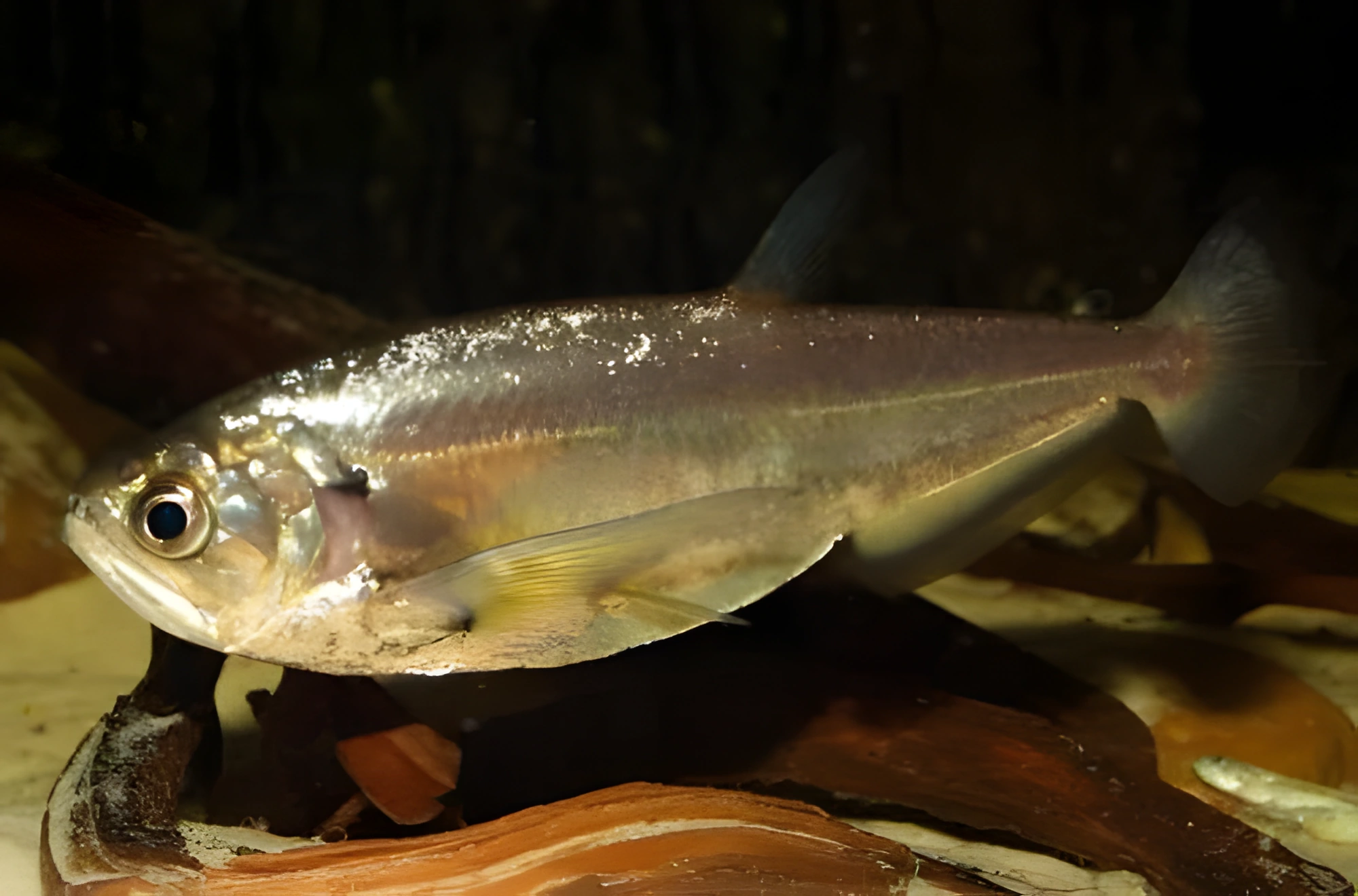 Fotografía del pez de acuario Tetra vampiro