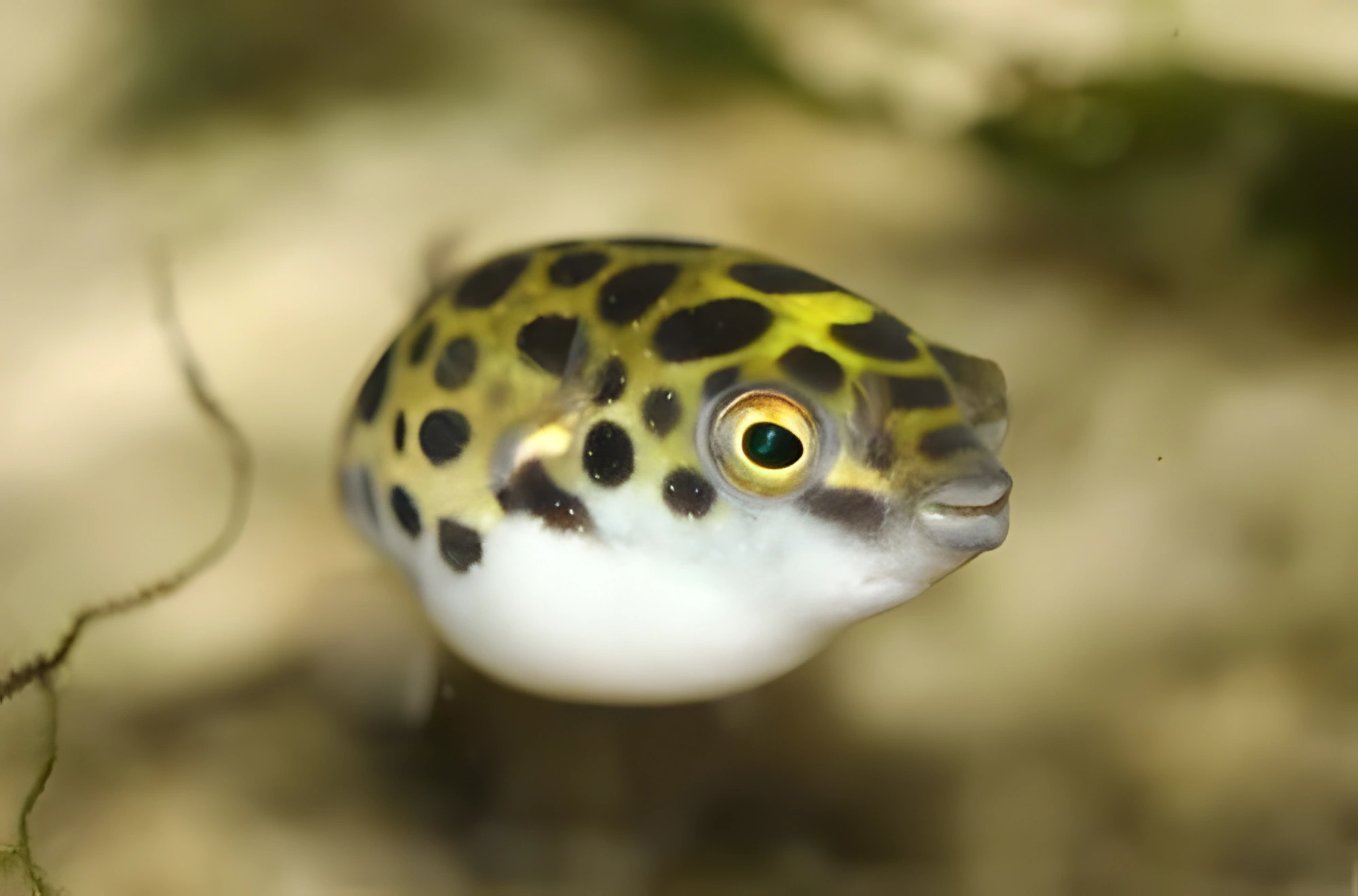 Fotografía del pez de acuario Pez globo verde
