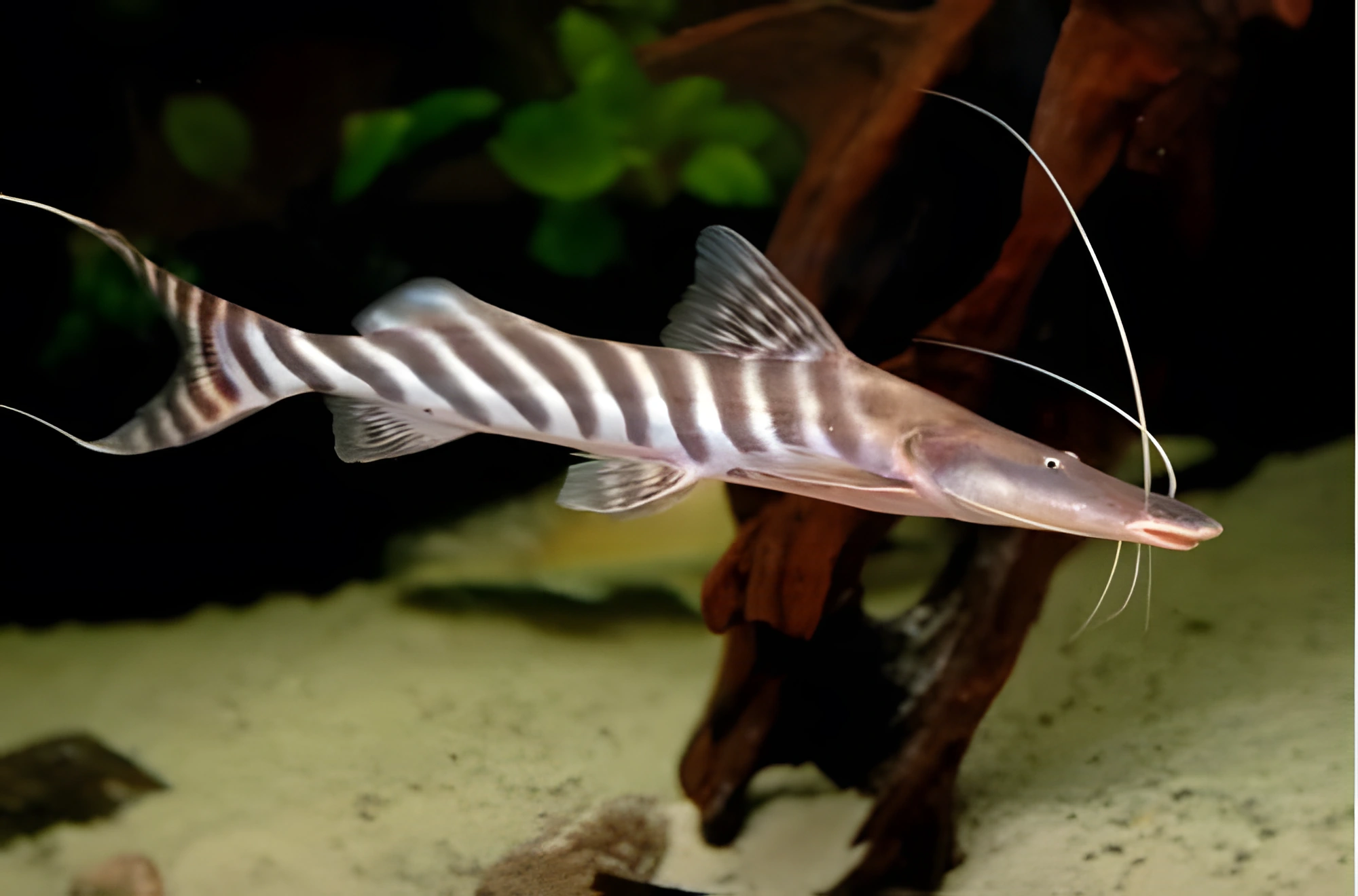 Fotografía del pez de acuario Pez gato tigre