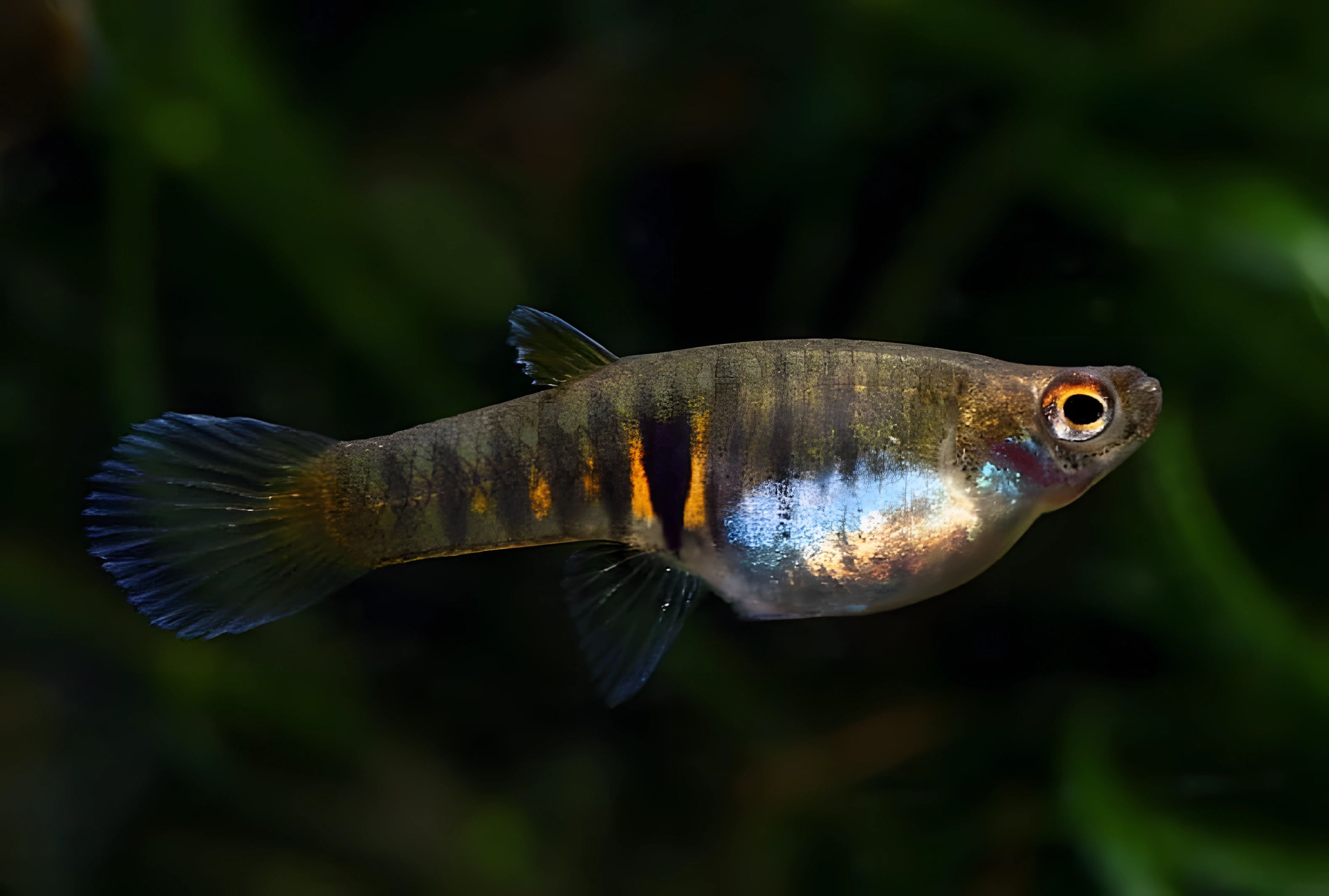 Fotografía del pez de acuario Teddy Tigre