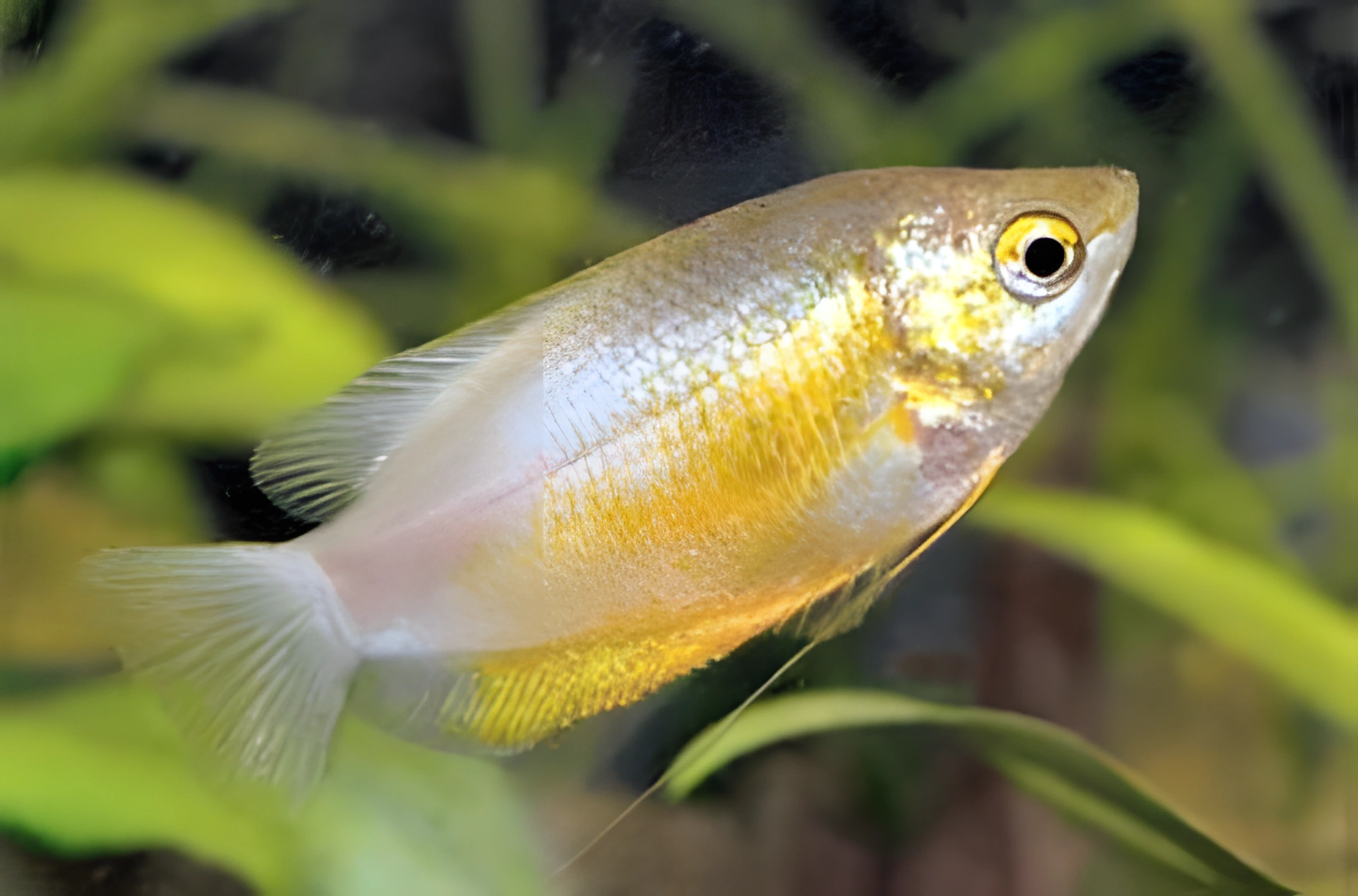 Fotografía del pez de acuario Gurami de labios gruesos