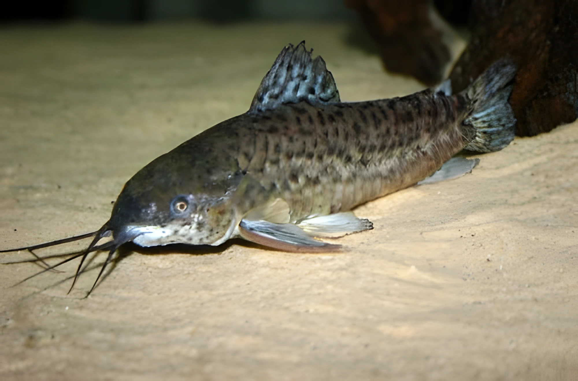 Fotografía del pez de acuario Toracátum