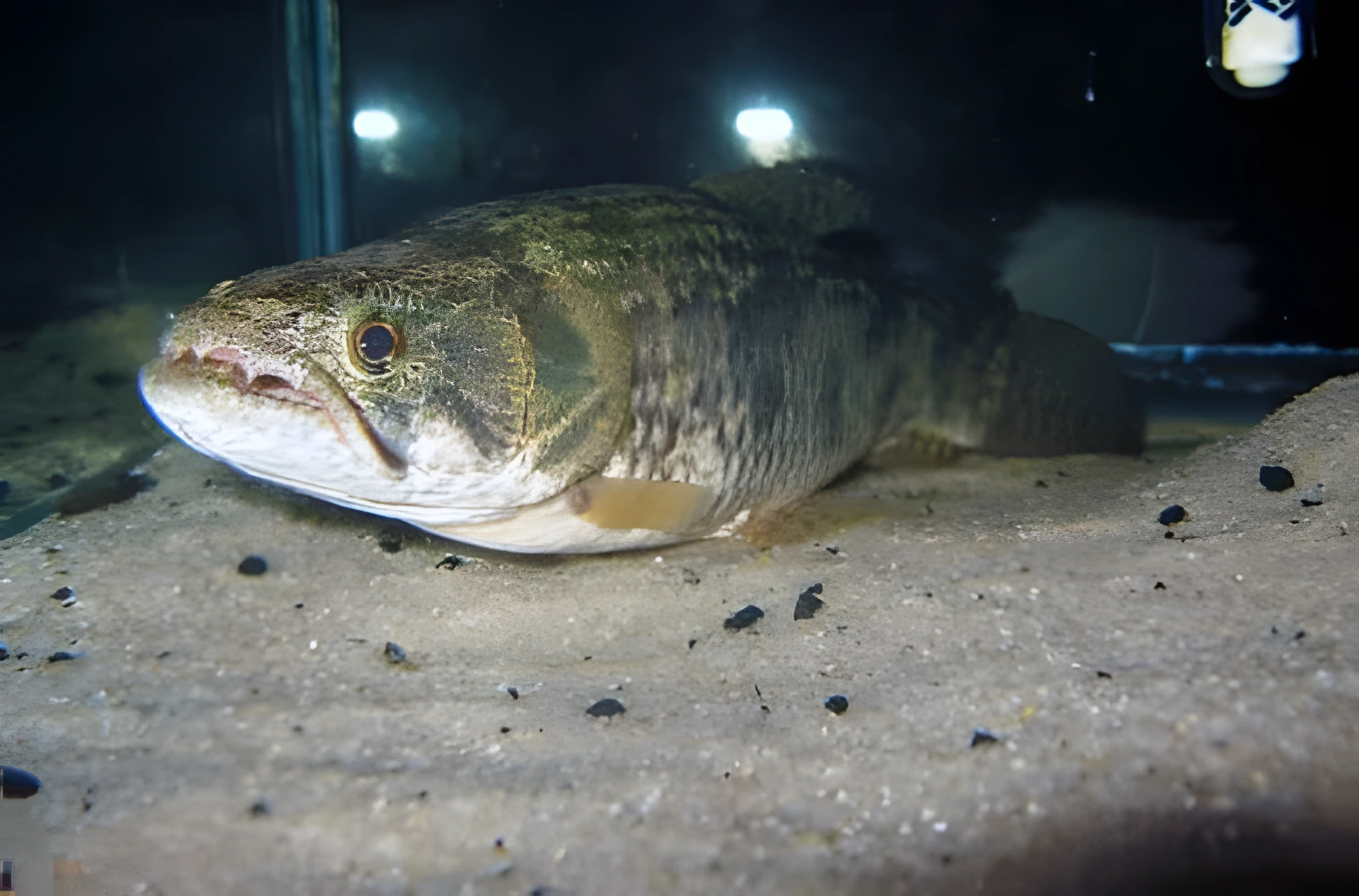 Fotografía del pez de acuario Traíra
