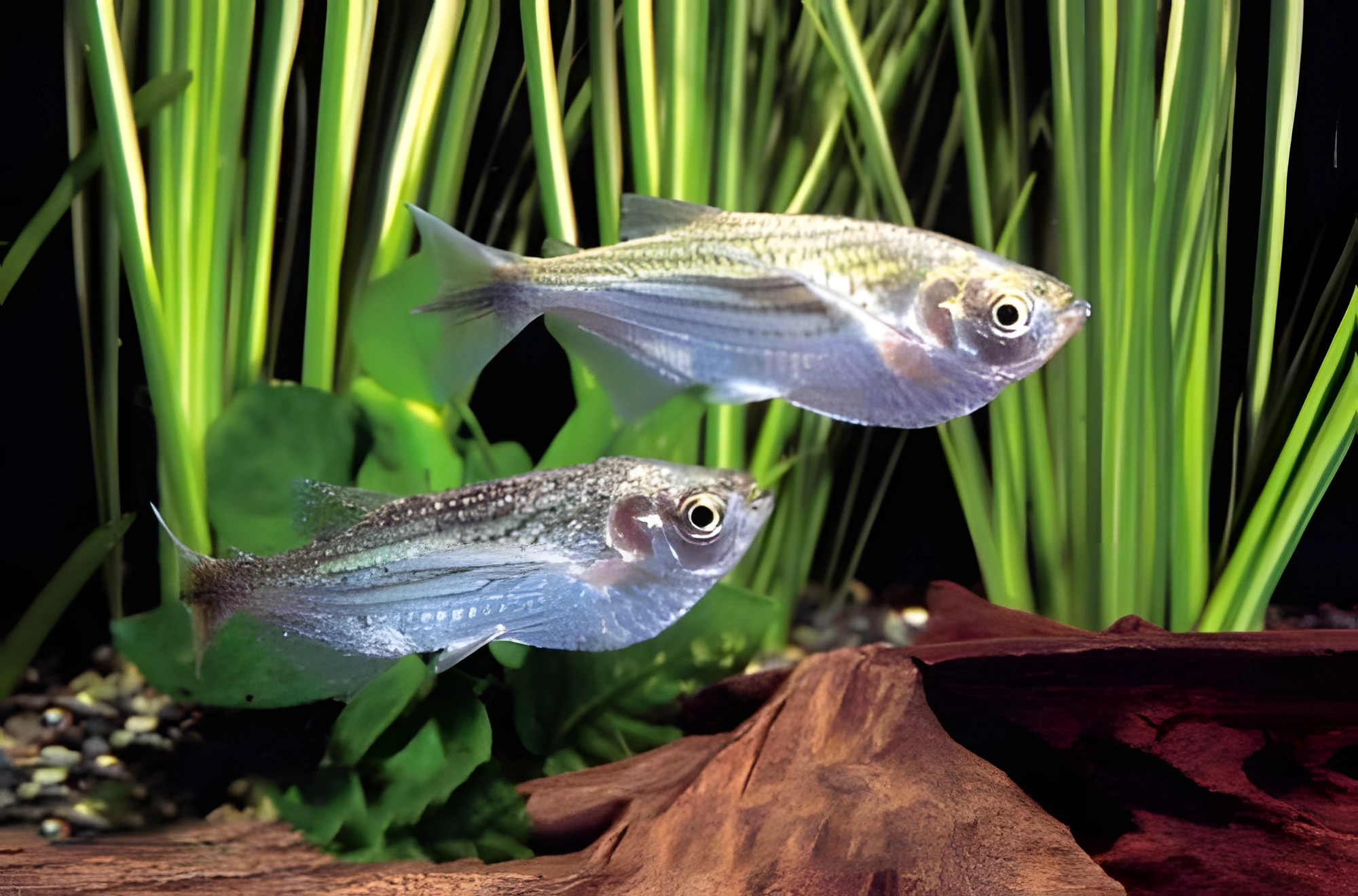 Fotografía del pez de acuario Triporteus angulatus