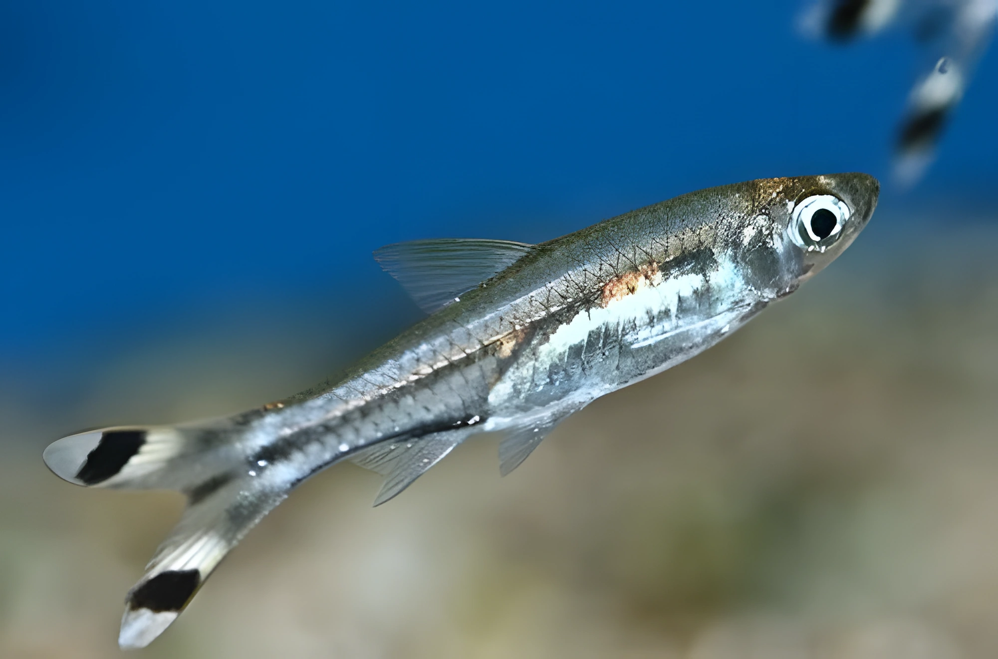 Fotografía del pez de acuario Rasbora de tres líneas
