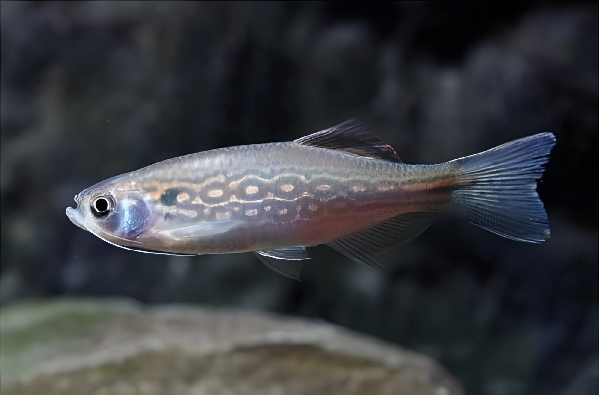 Fotografía del pez de acuario Danio bigotudo