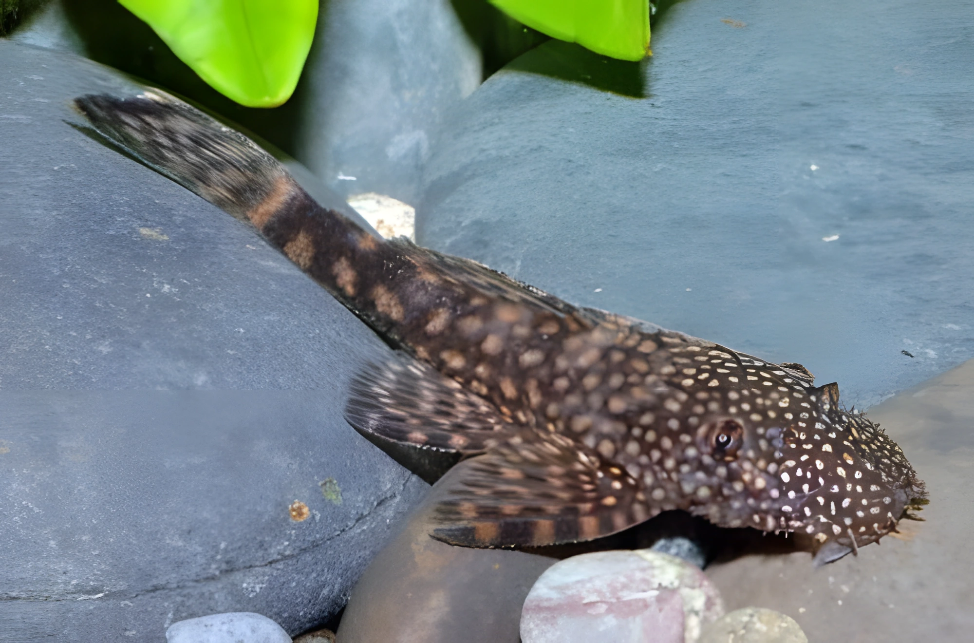 Photo of aquarium fish Bristlenose Pleco