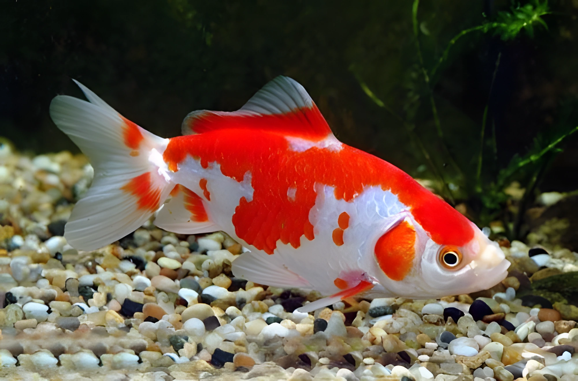 Fotografía del pez de acuario Wakin