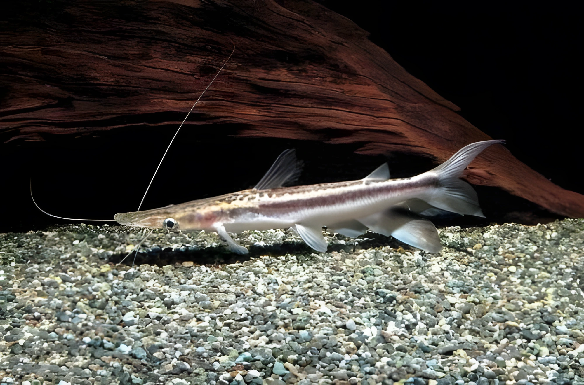 Fotografía del pez de acuario Pez gato paleta