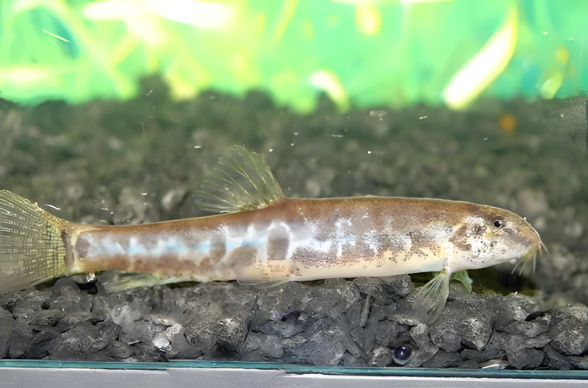 Fotografía del pez de acuario Locha de mármol vietnamita
