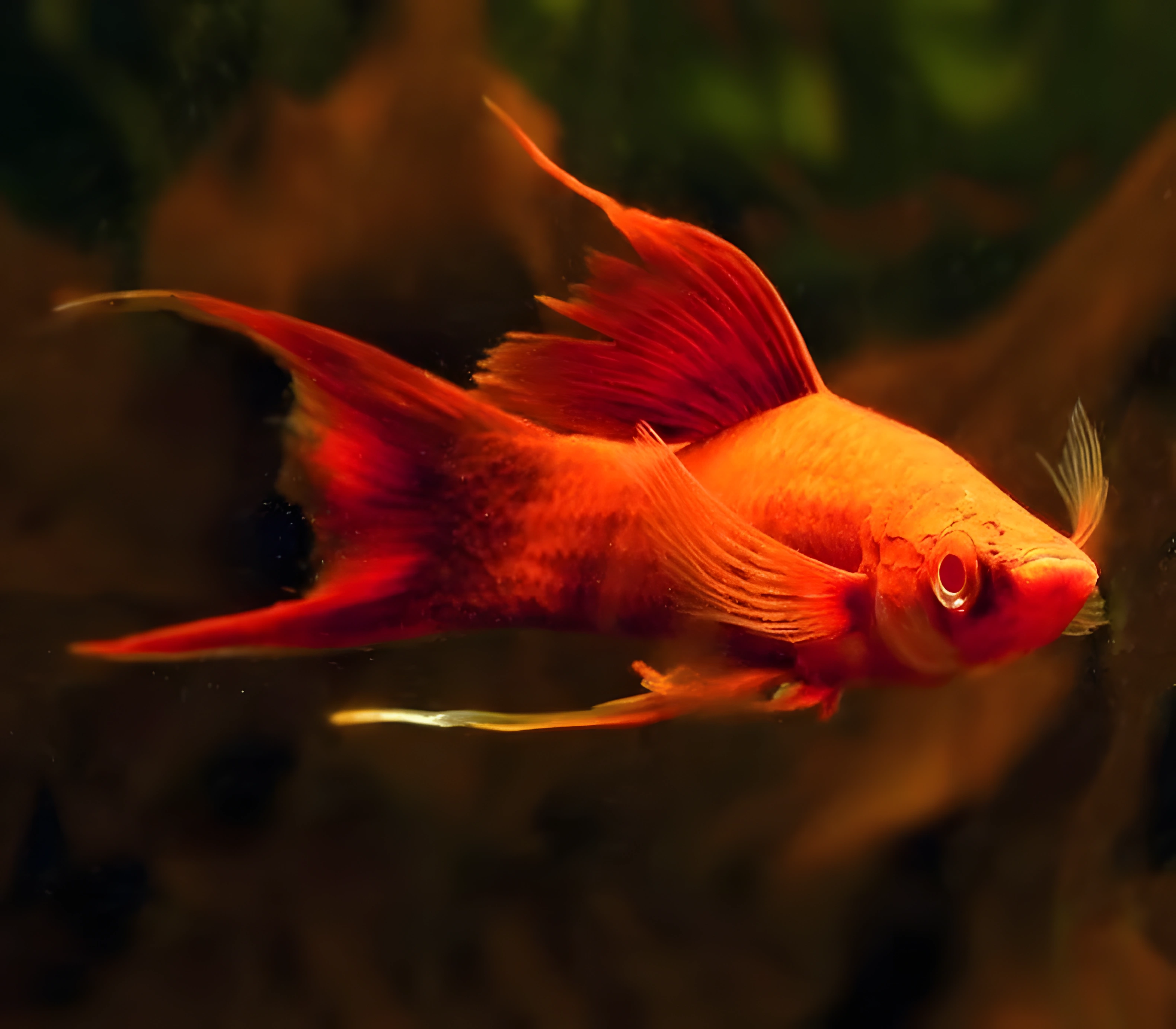 Fotografía del pez de acuario Pez espada de cola de lira