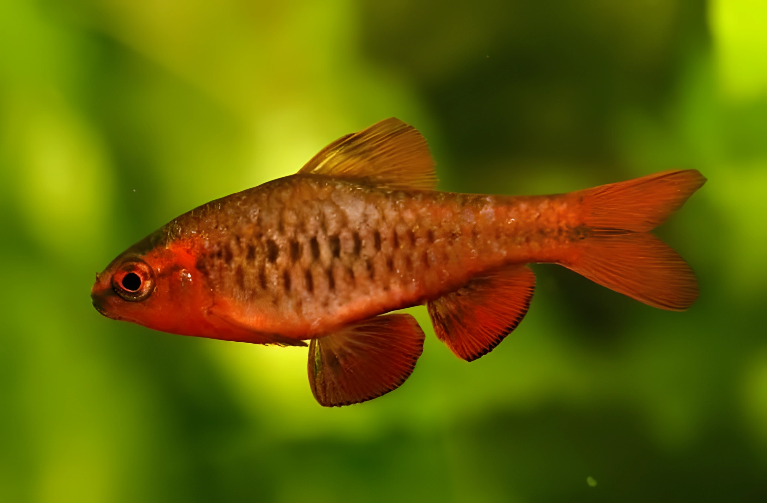 Photo of aquarium fish Cherry Barb