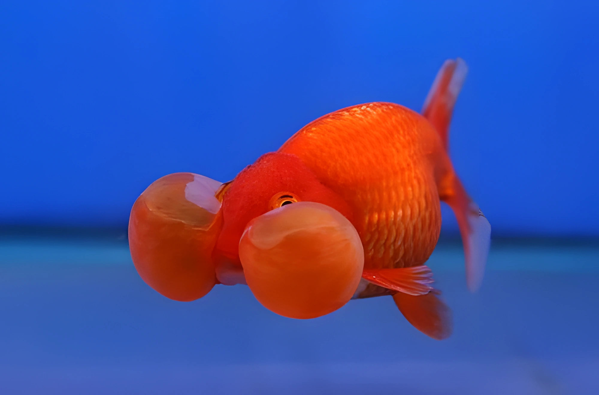 Fotografía del pez de acuario Ojos de burbuja