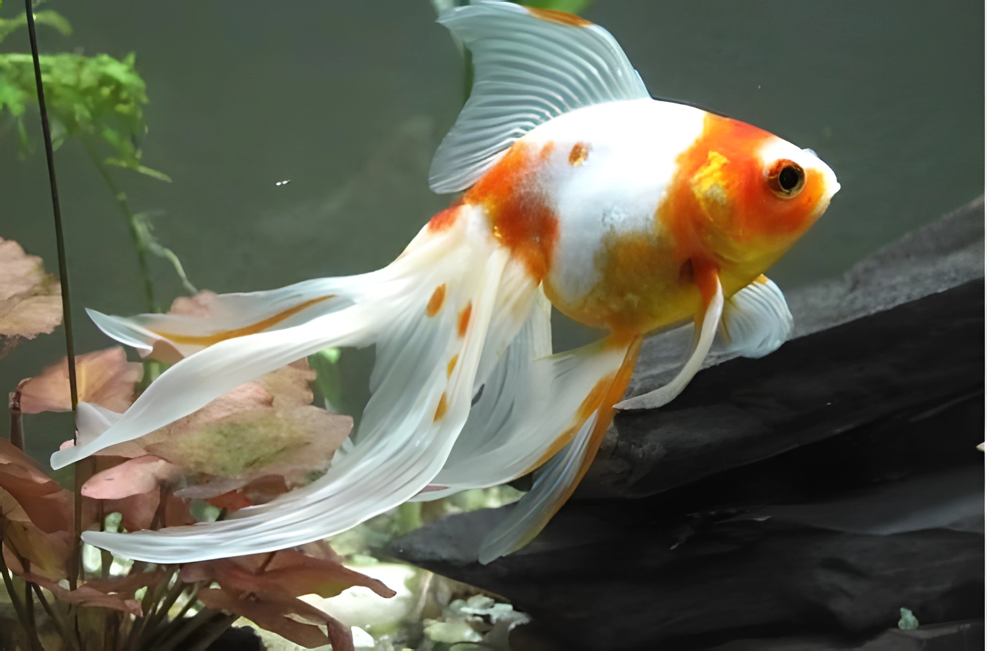 Fotografía del pez de acuario Pez cola de velo
