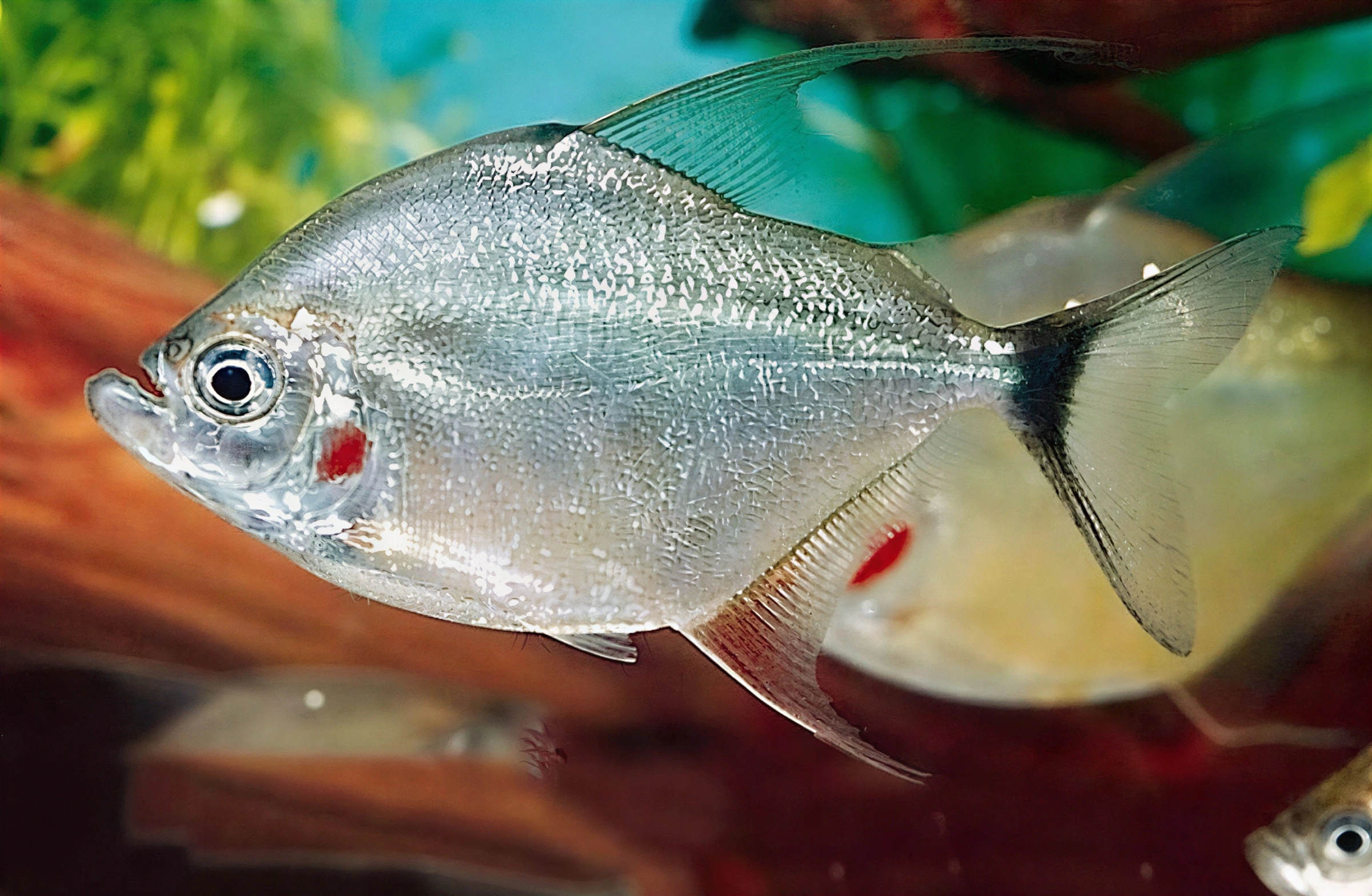 Fotografía del pez de acuario Piraña bandera