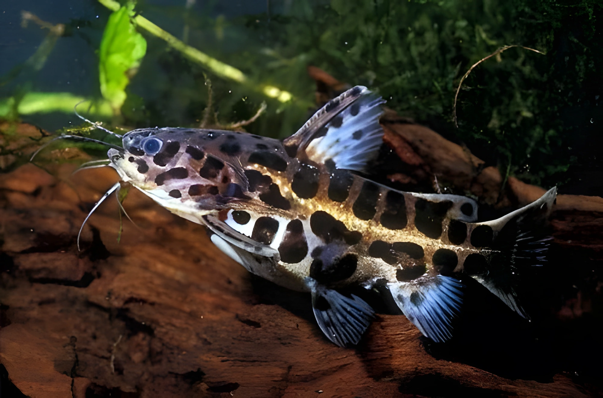 Fotografía del pez de acuario Pez gato jaguar