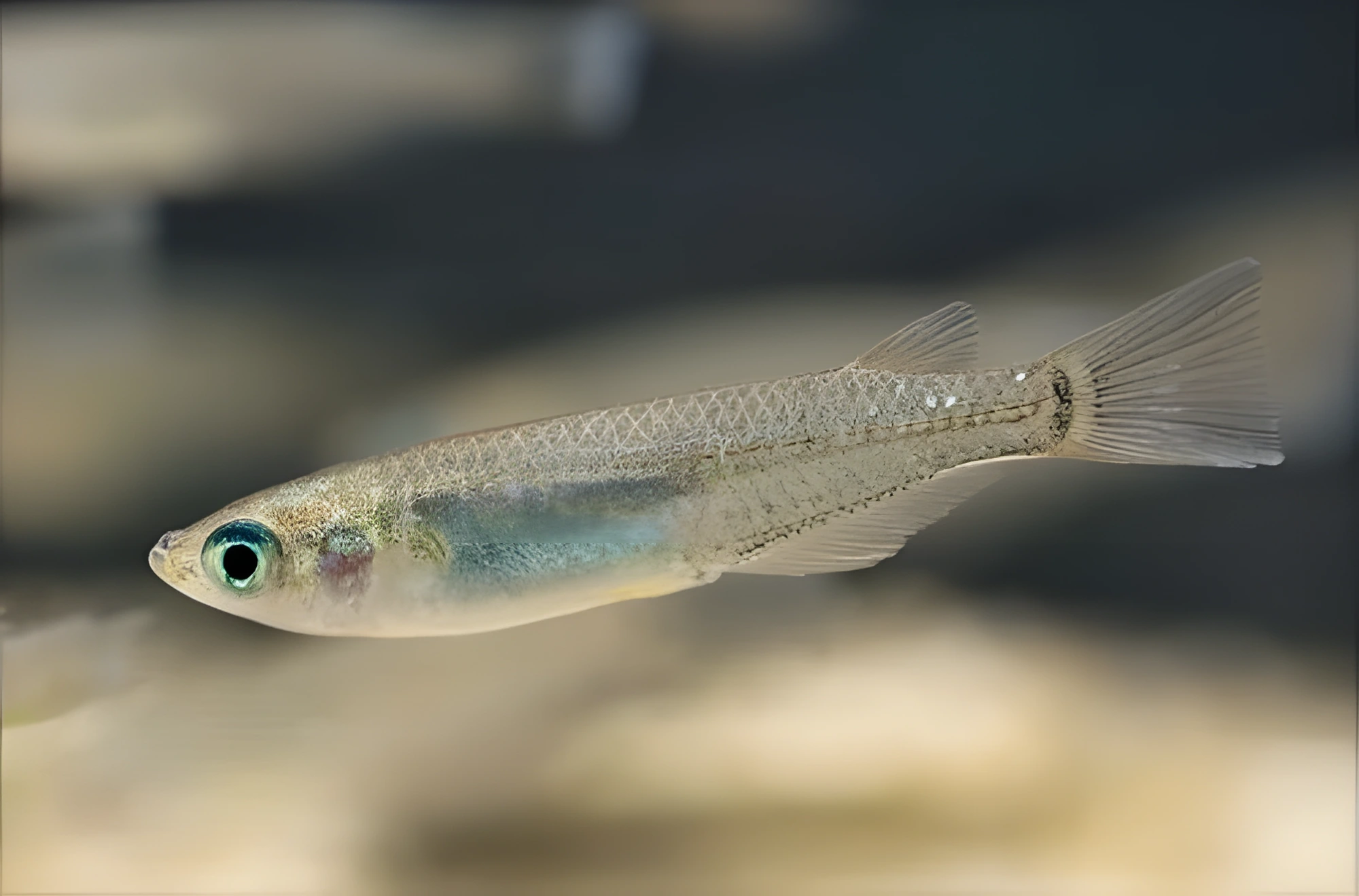 Fotografía del pez de acuario Oryzias japonés