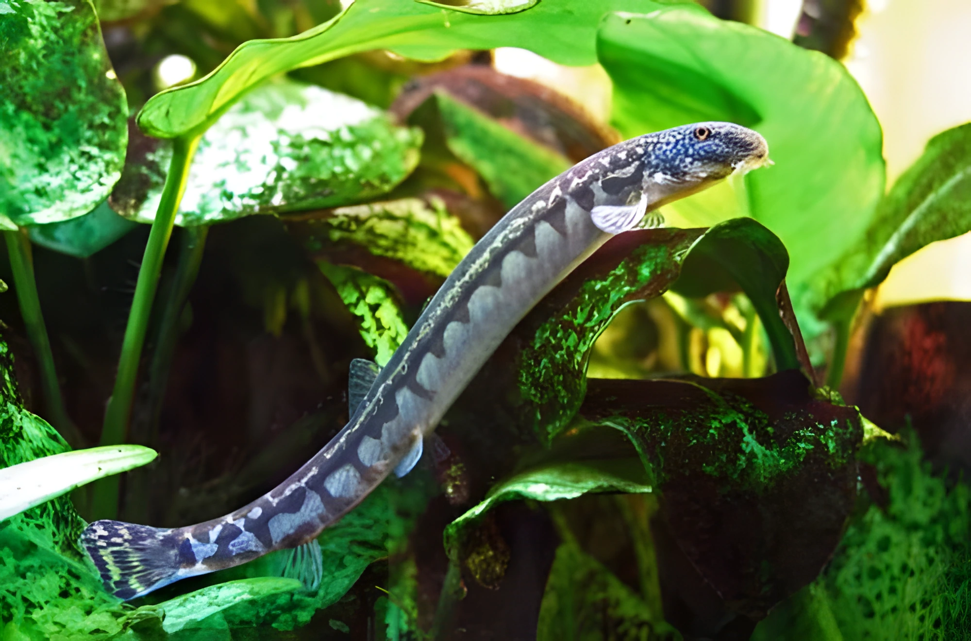 Fotografía del pez de acuario Locha japonesa