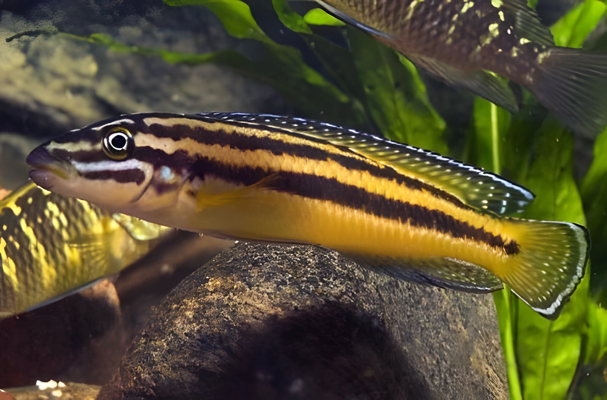 Fotografía del pez de acuario Julidochromis regani