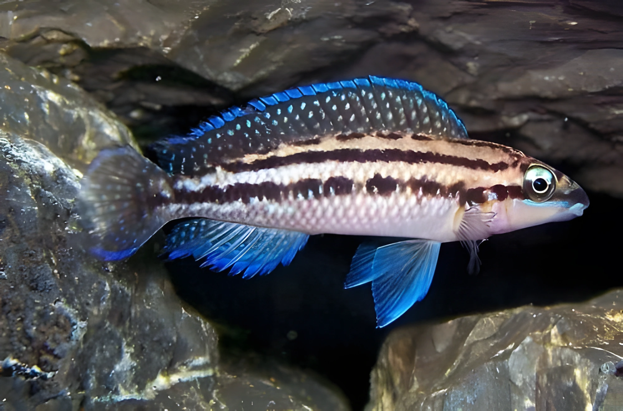 Fotografía del pez de acuario Julidochromis dickfeldi