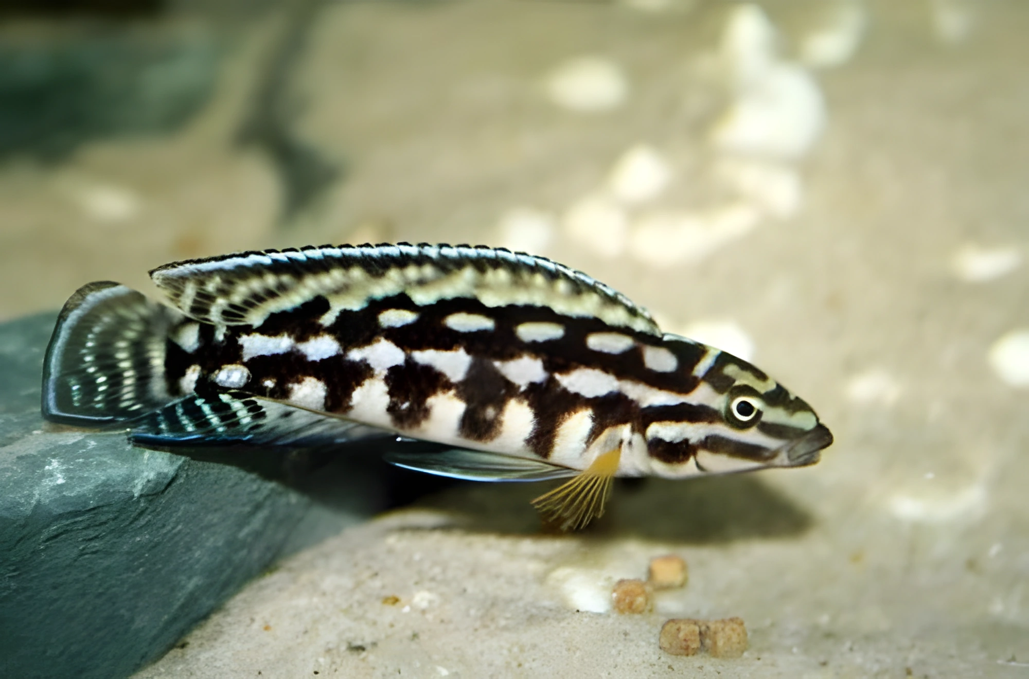 Fotografía del pez de acuario Julidochromis de Marlier