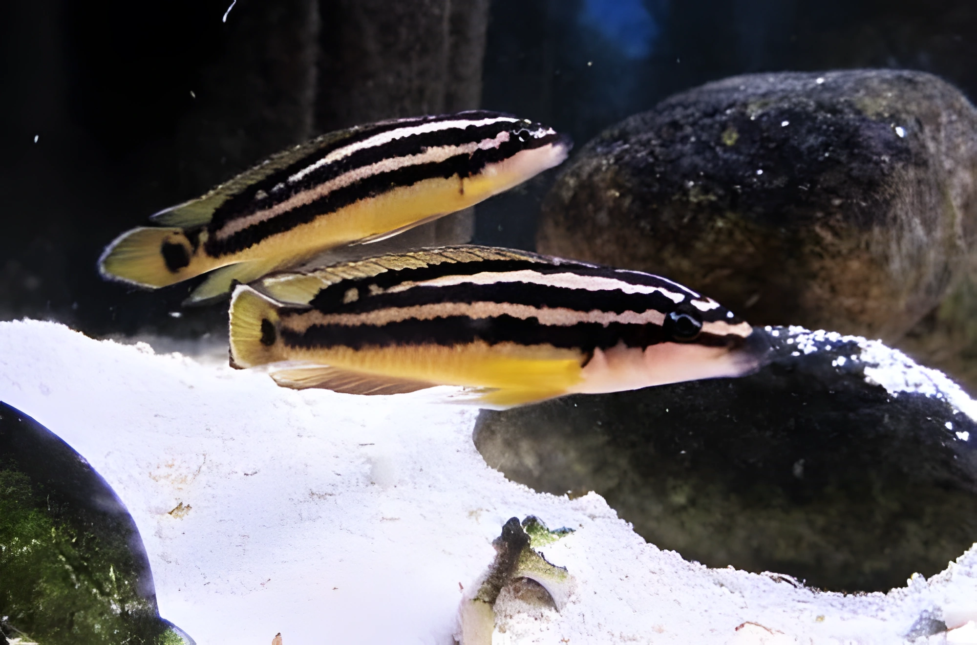 Fotografía del pez de acuario Julidochromis ornatus