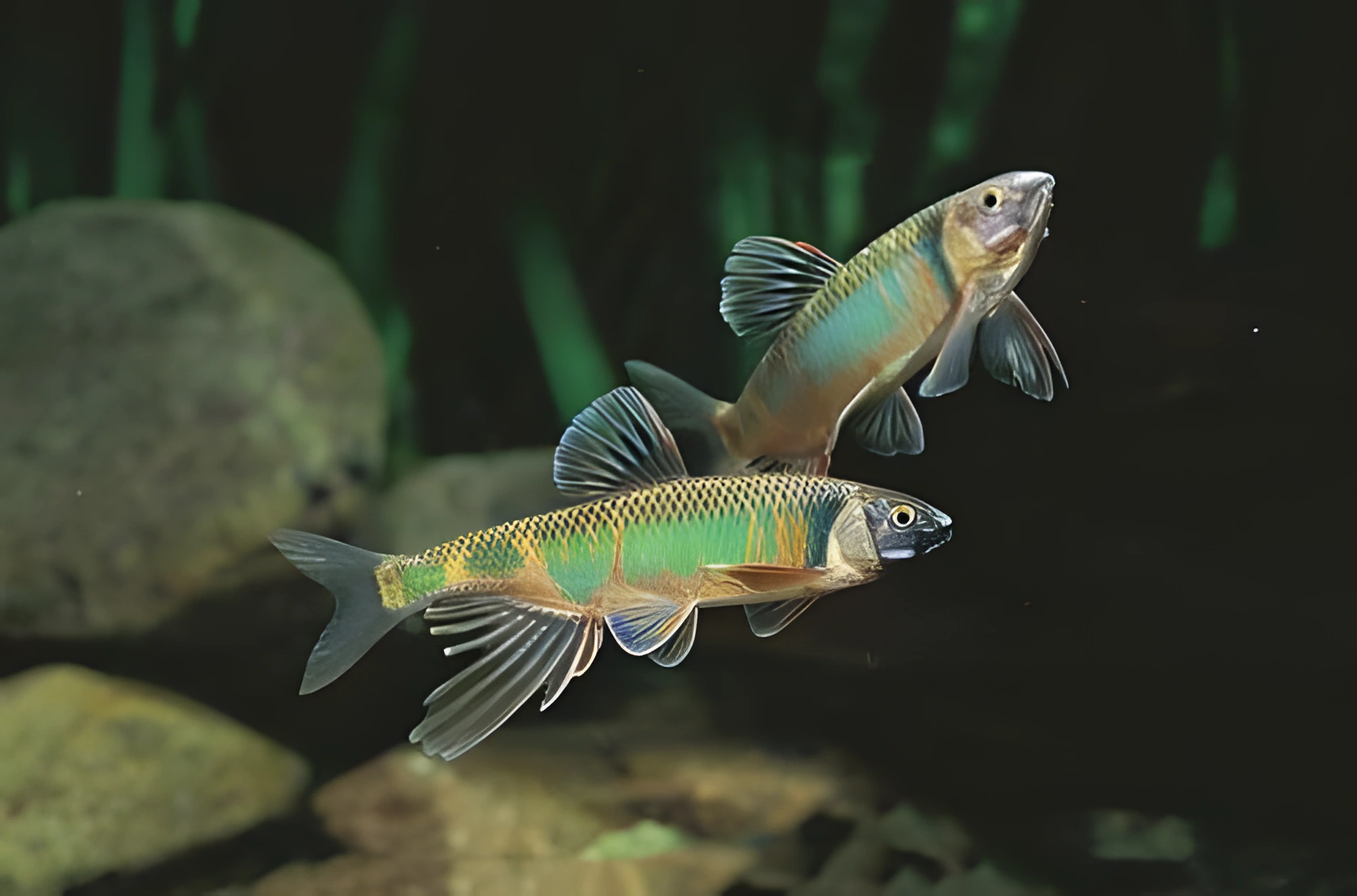Fotografía del pez de acuario Zacco común