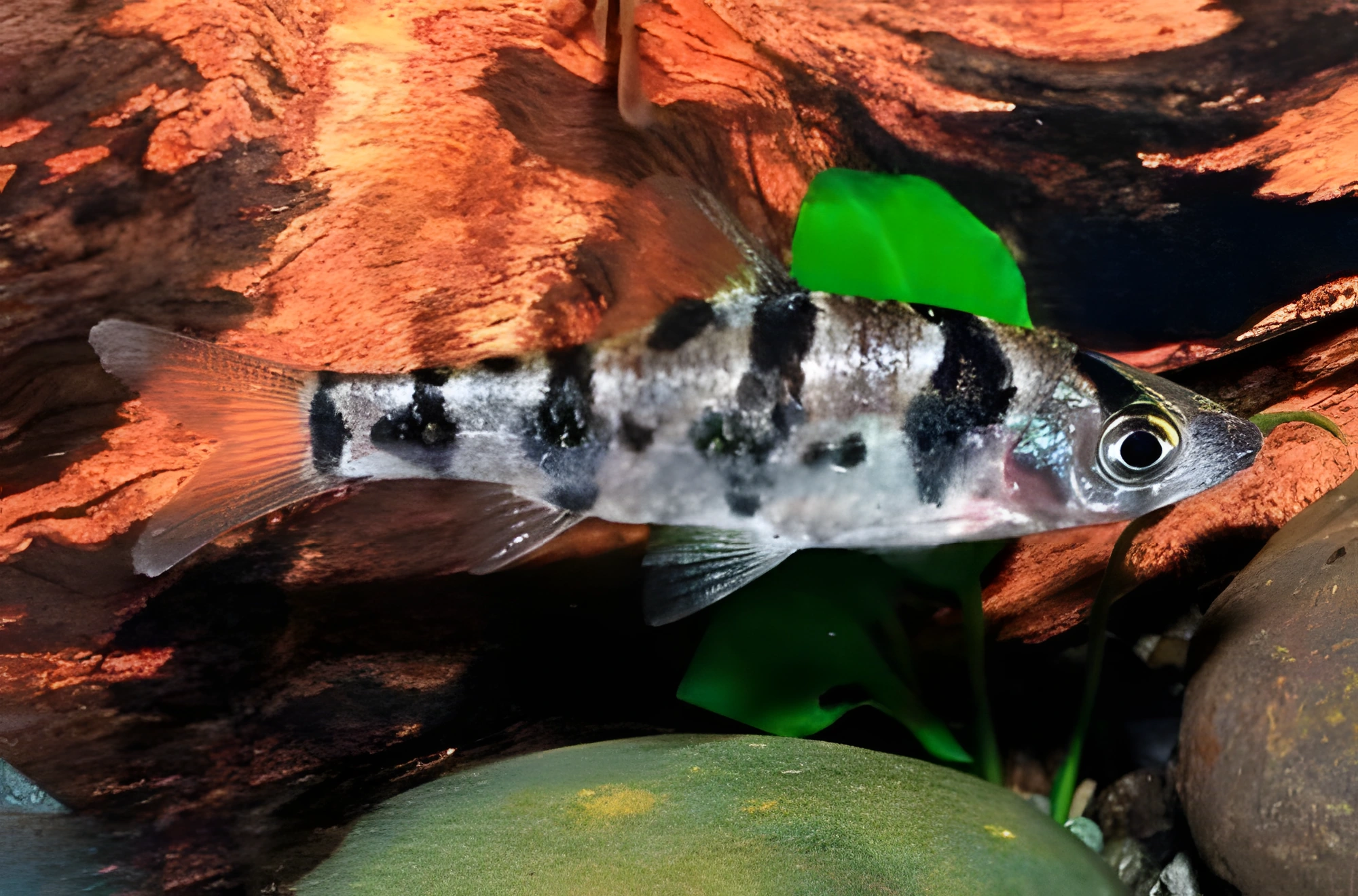 Fotografía del pez de acuario Barbo enrejado