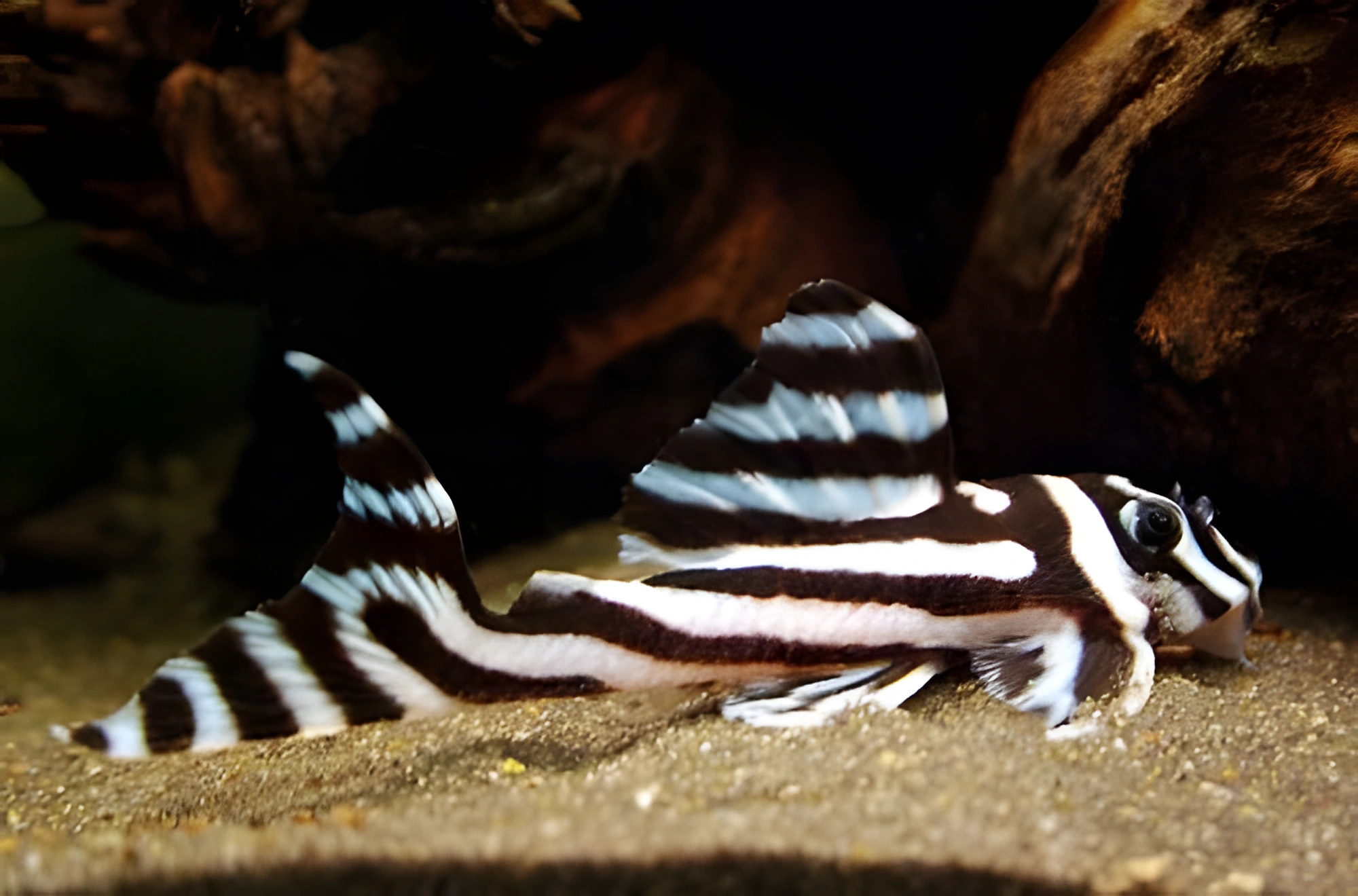 Fotografía del pez de acuario Pez Cebra Pleco