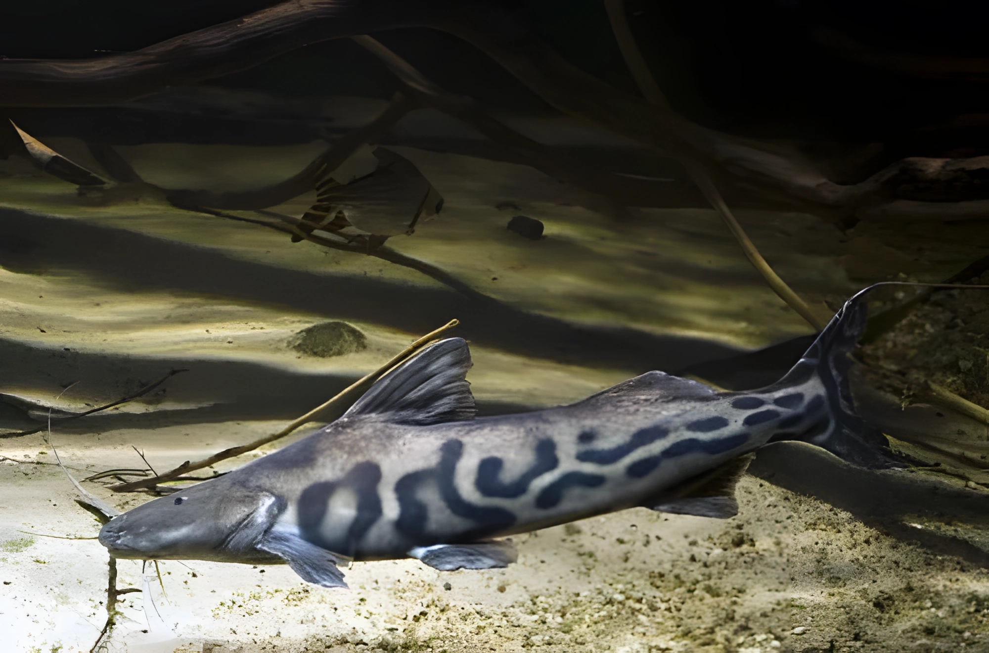 Fotografía del pez de acuario Pez gato cebra