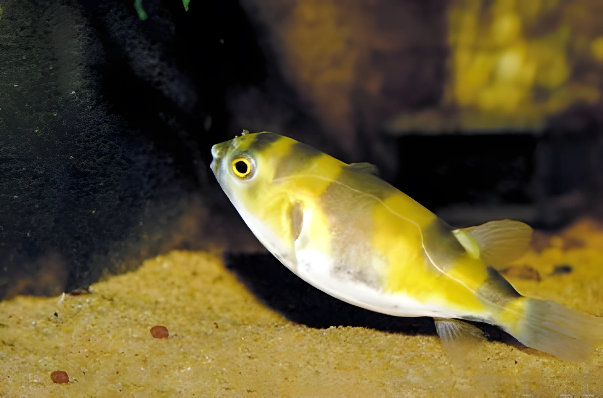 Fotografía del pez de acuario Pez globo cebra