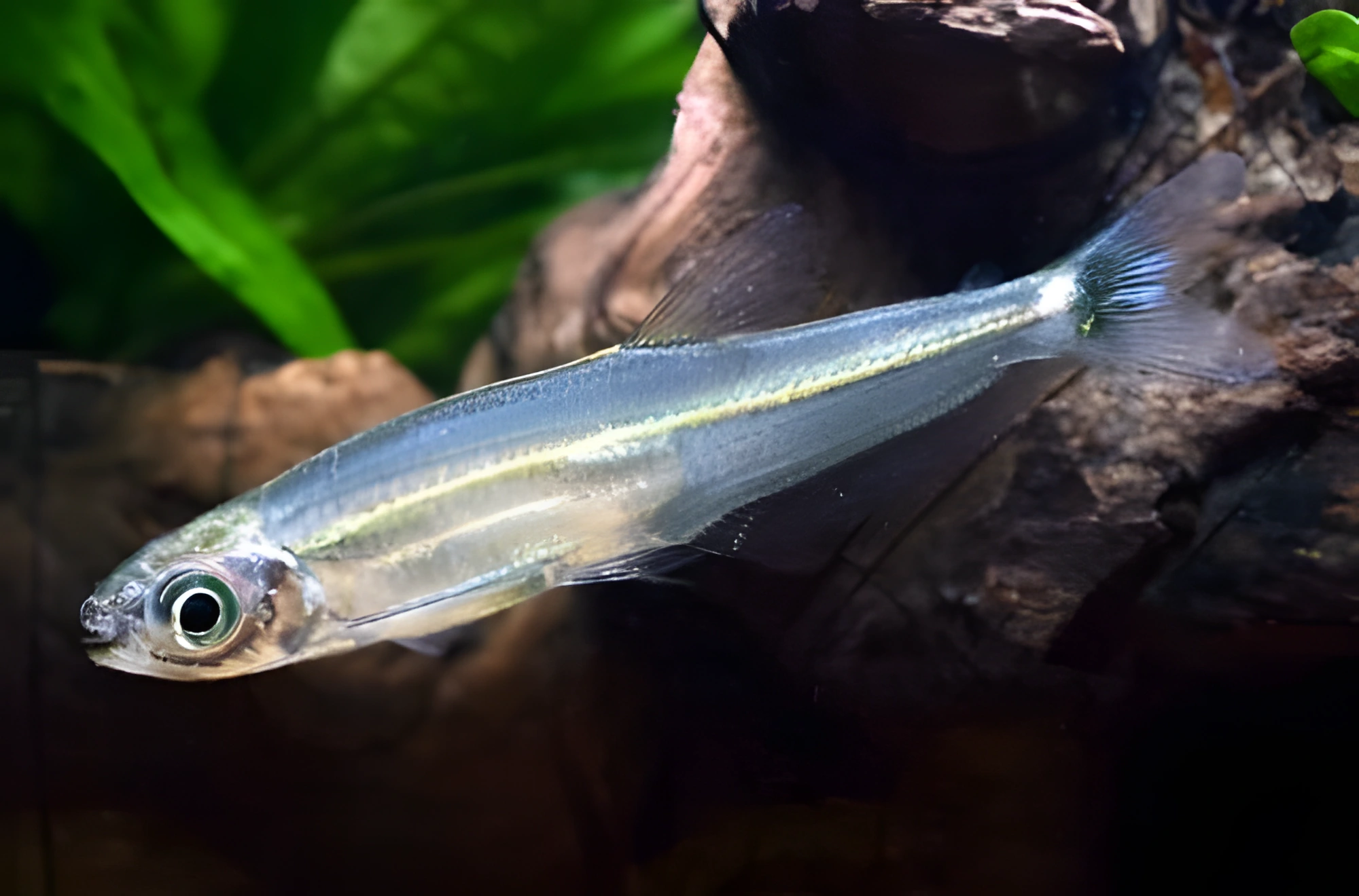 Fotografía del pez de acuario Tetra de franja verde