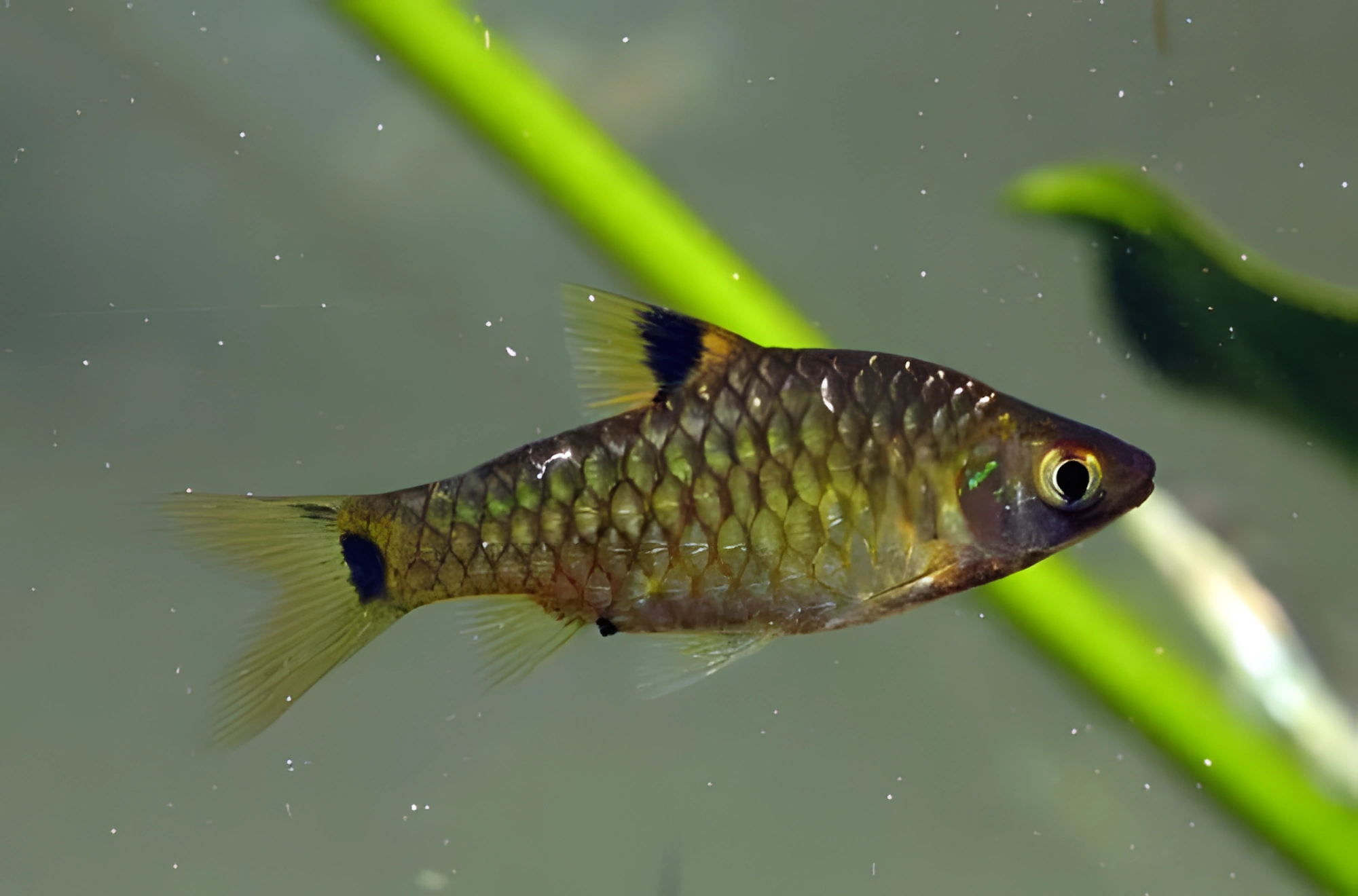 Fotografía del pez de acuario Barbo de franja verde