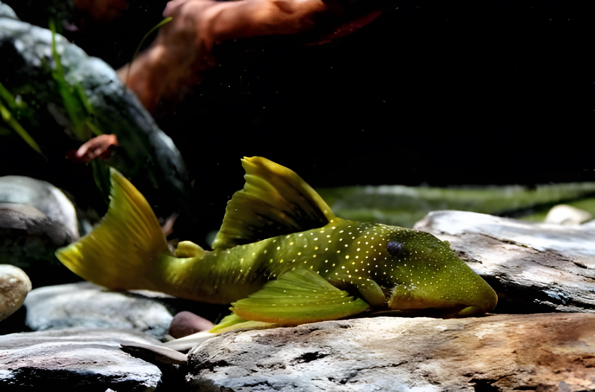 Fotografía del pez de acuario Pleco Fantasma Verde