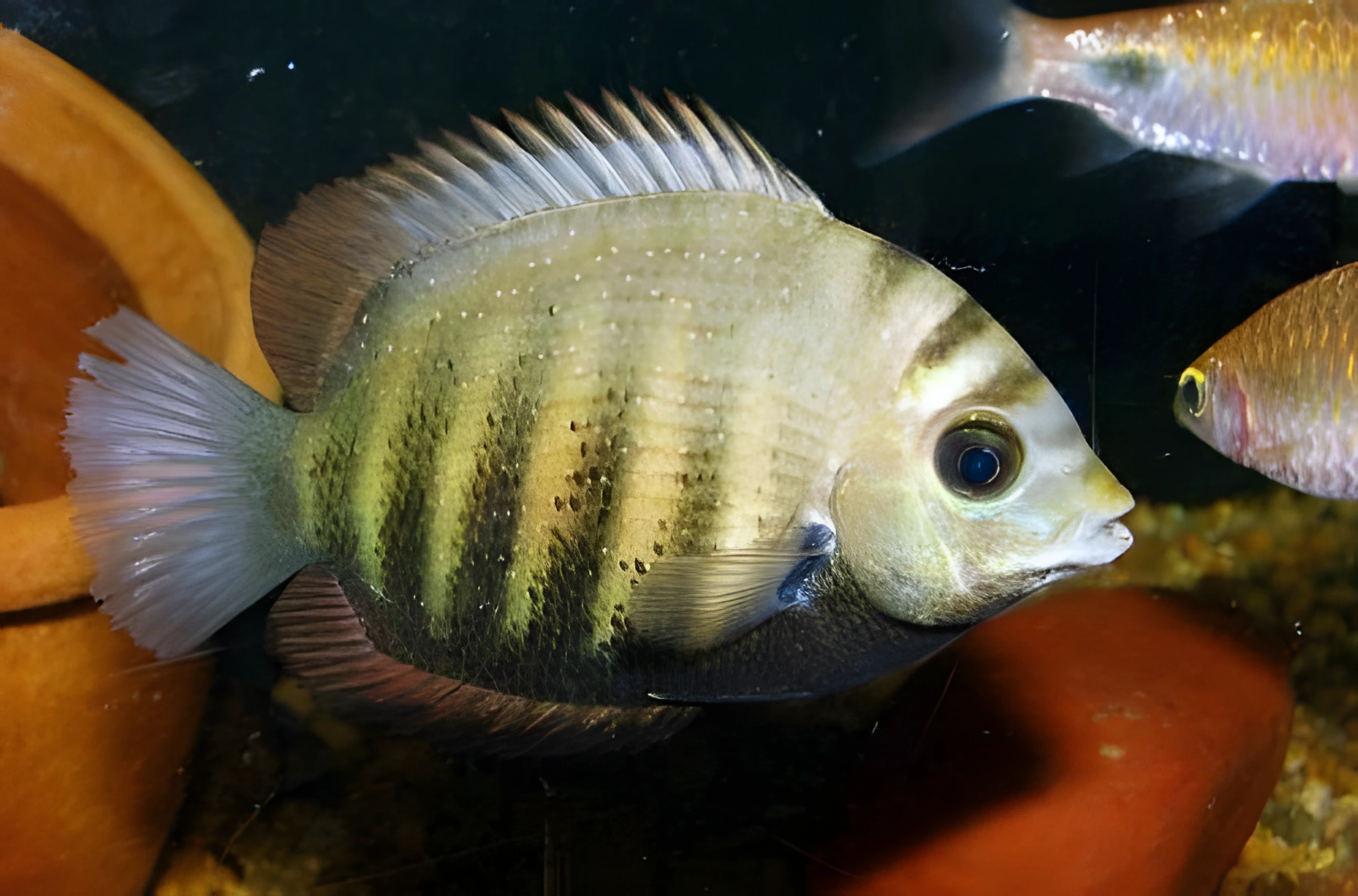 Fotografía del pez de acuario Cromis verde