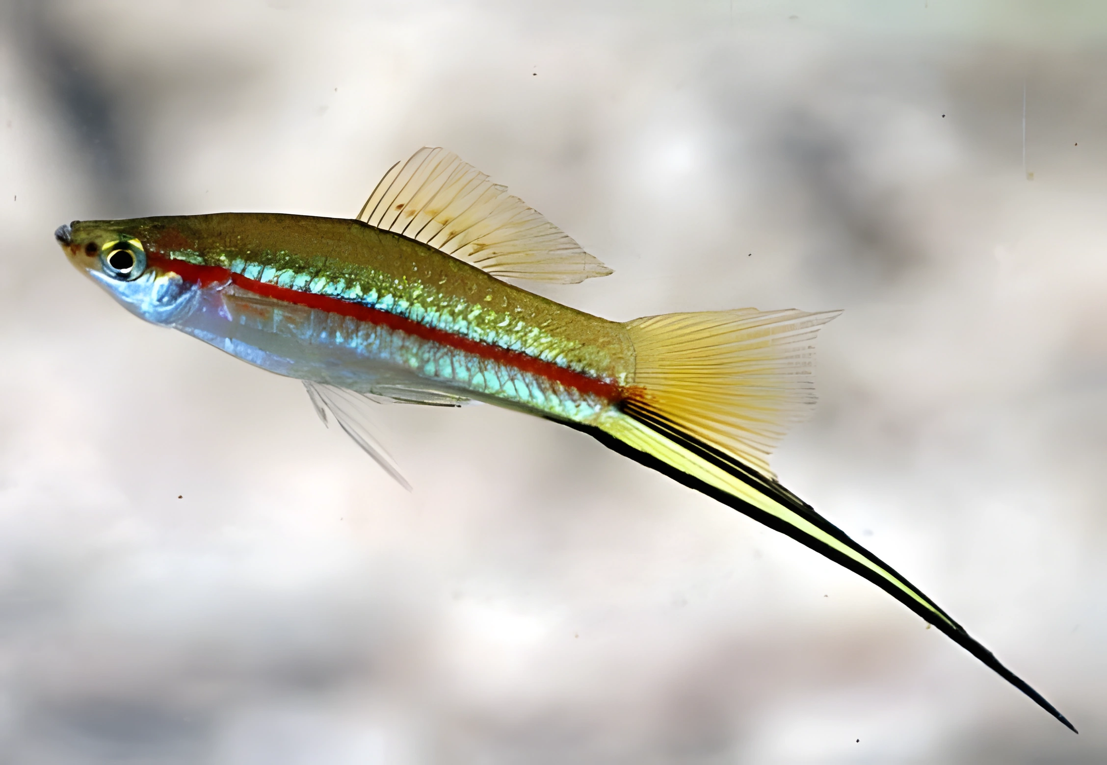 Fotografía del pez de acuario Pez espada verde