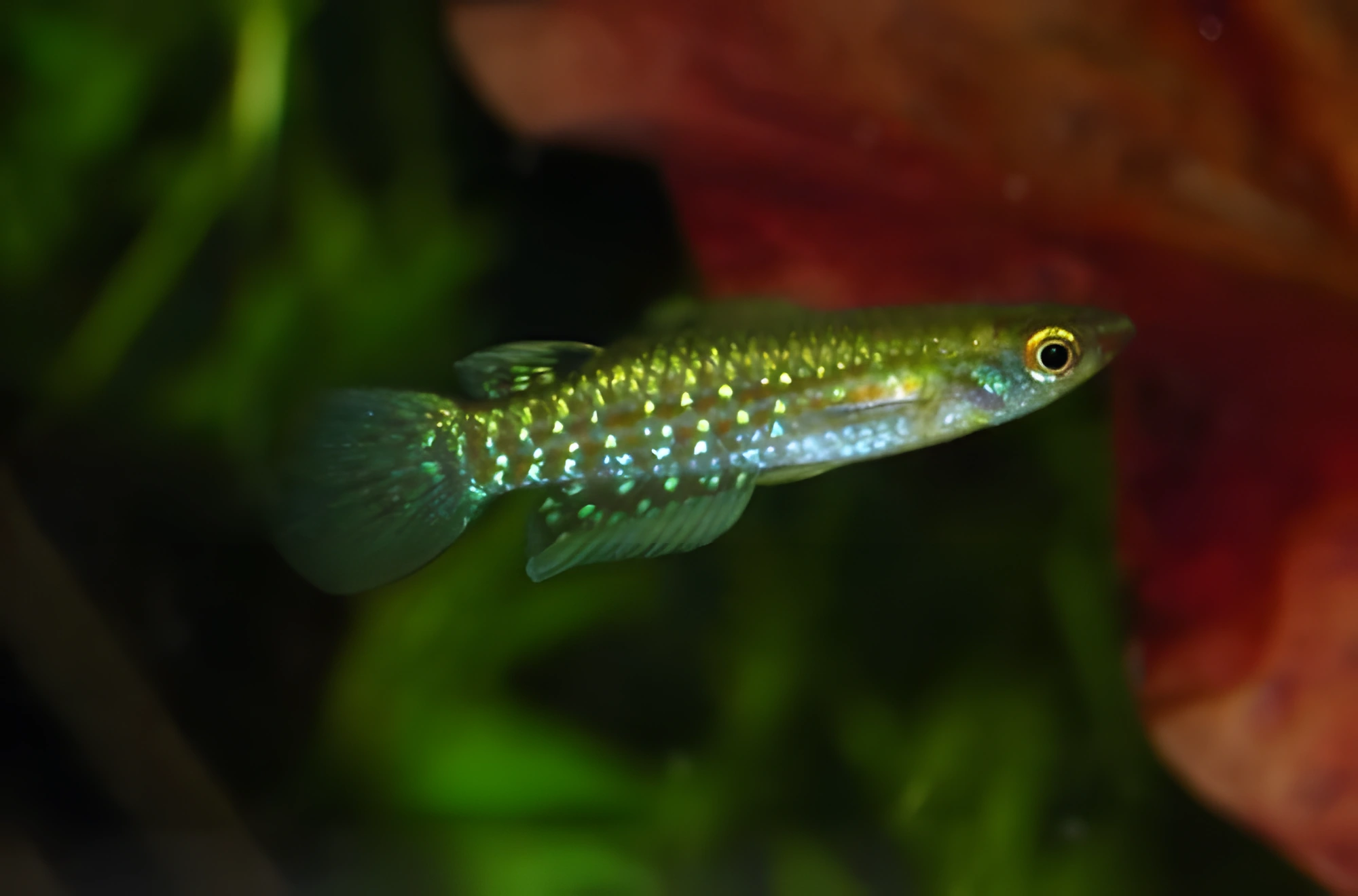 Fotografía del pez de acuario Panchax Verde