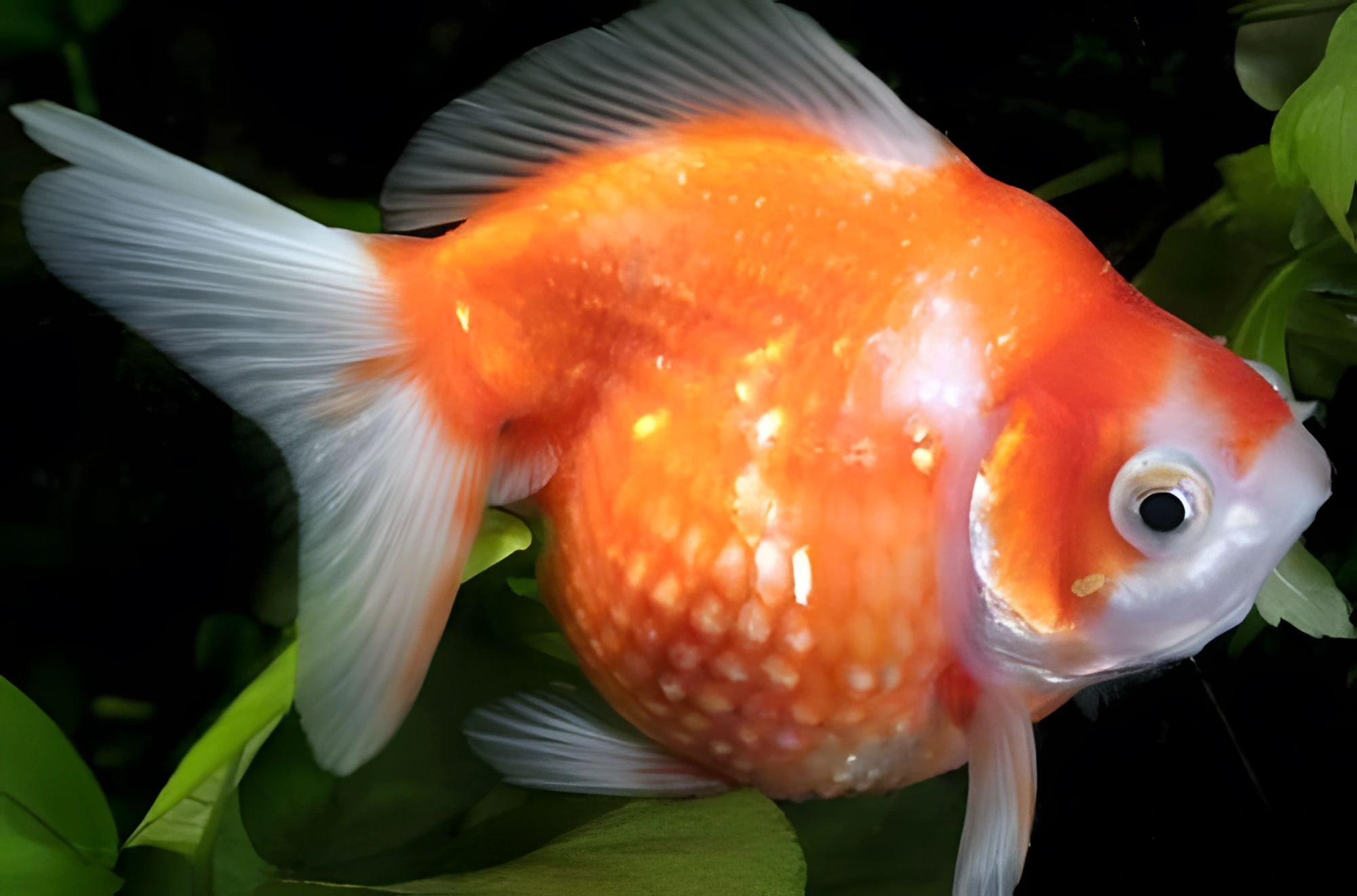 Fotografía del pez de acuario Pez Perla