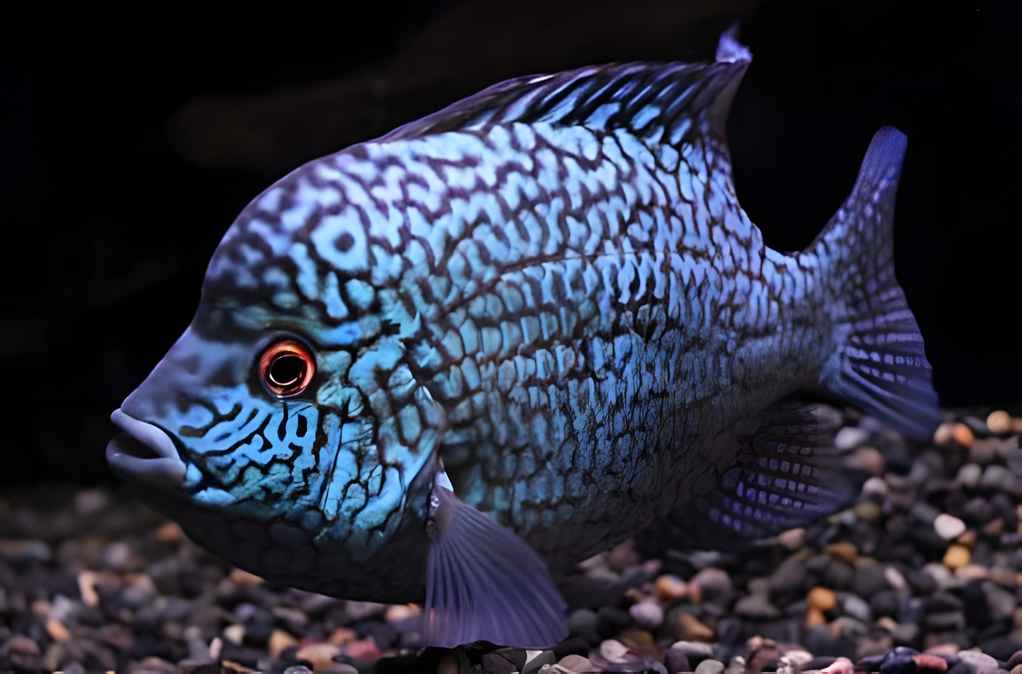 Fotografía del pez de acuario Cíclido perla