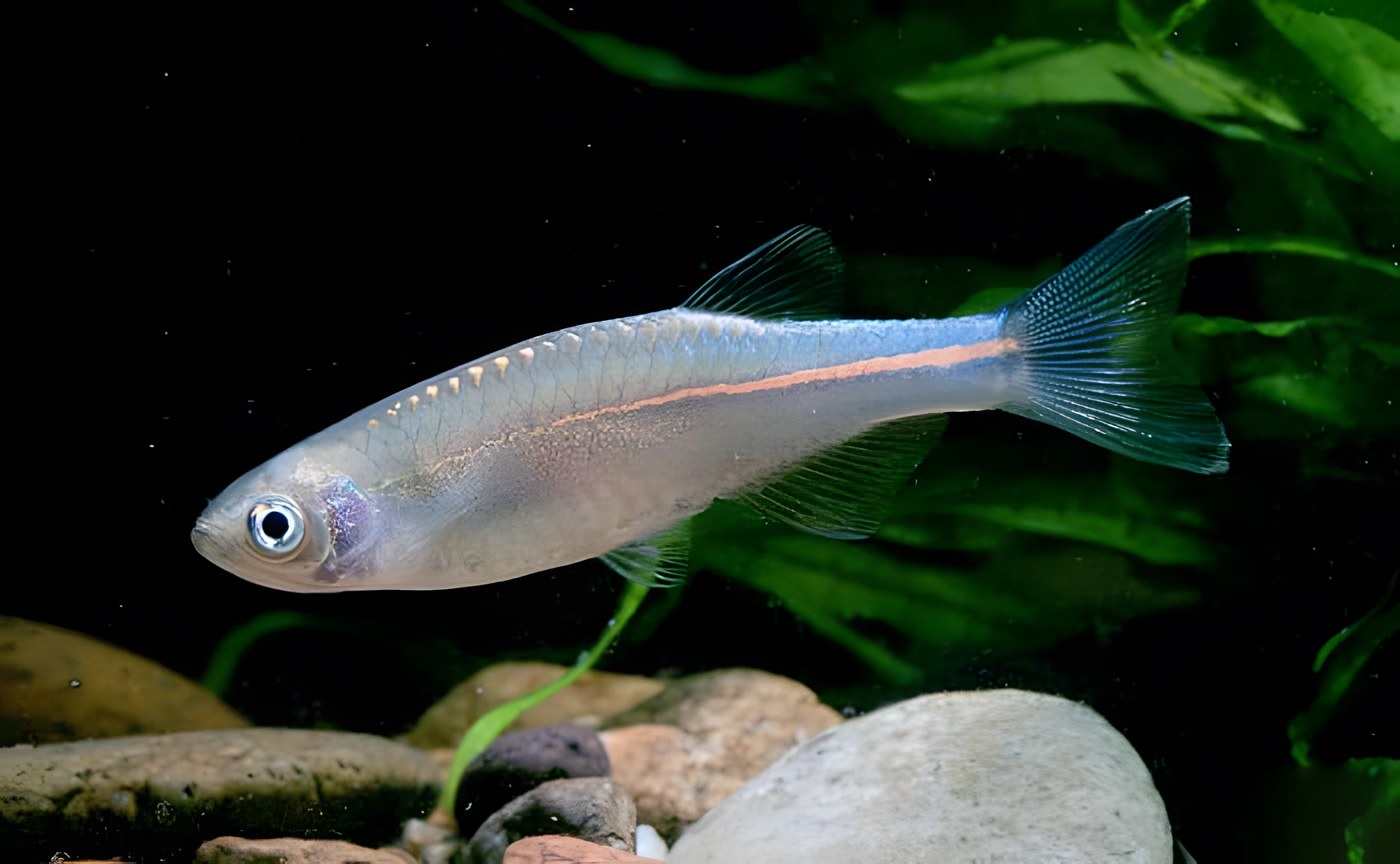 Fotografía del pez de acuario Danio perla