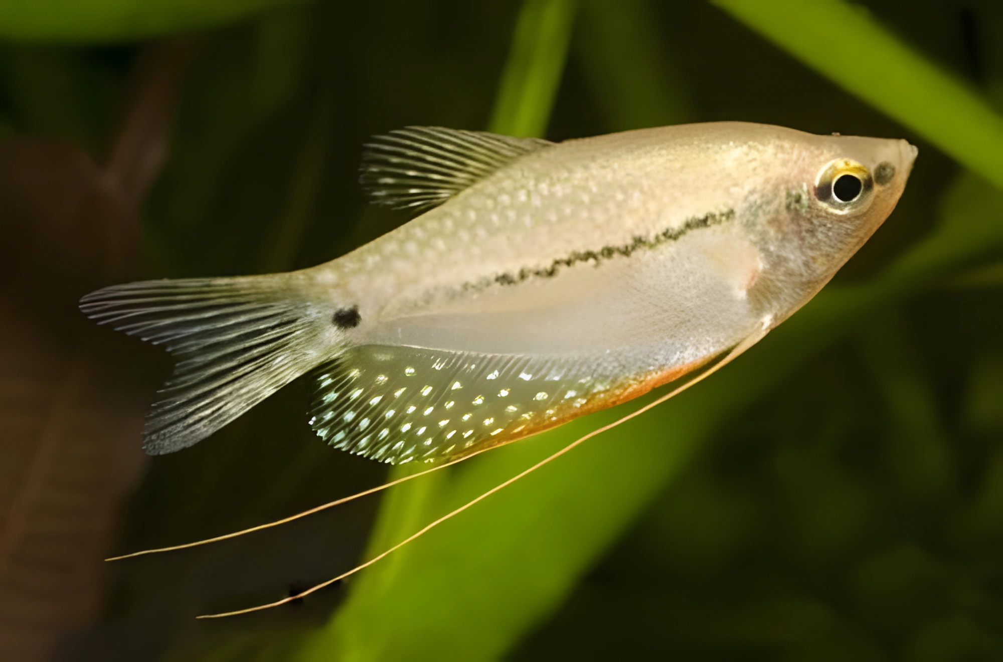Photo of aquarium fish Pearl Gourami
