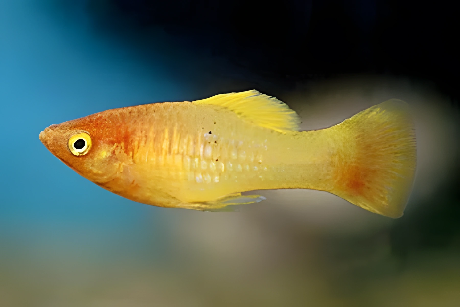 Fotografía del pez de acuario Platy amarilla
