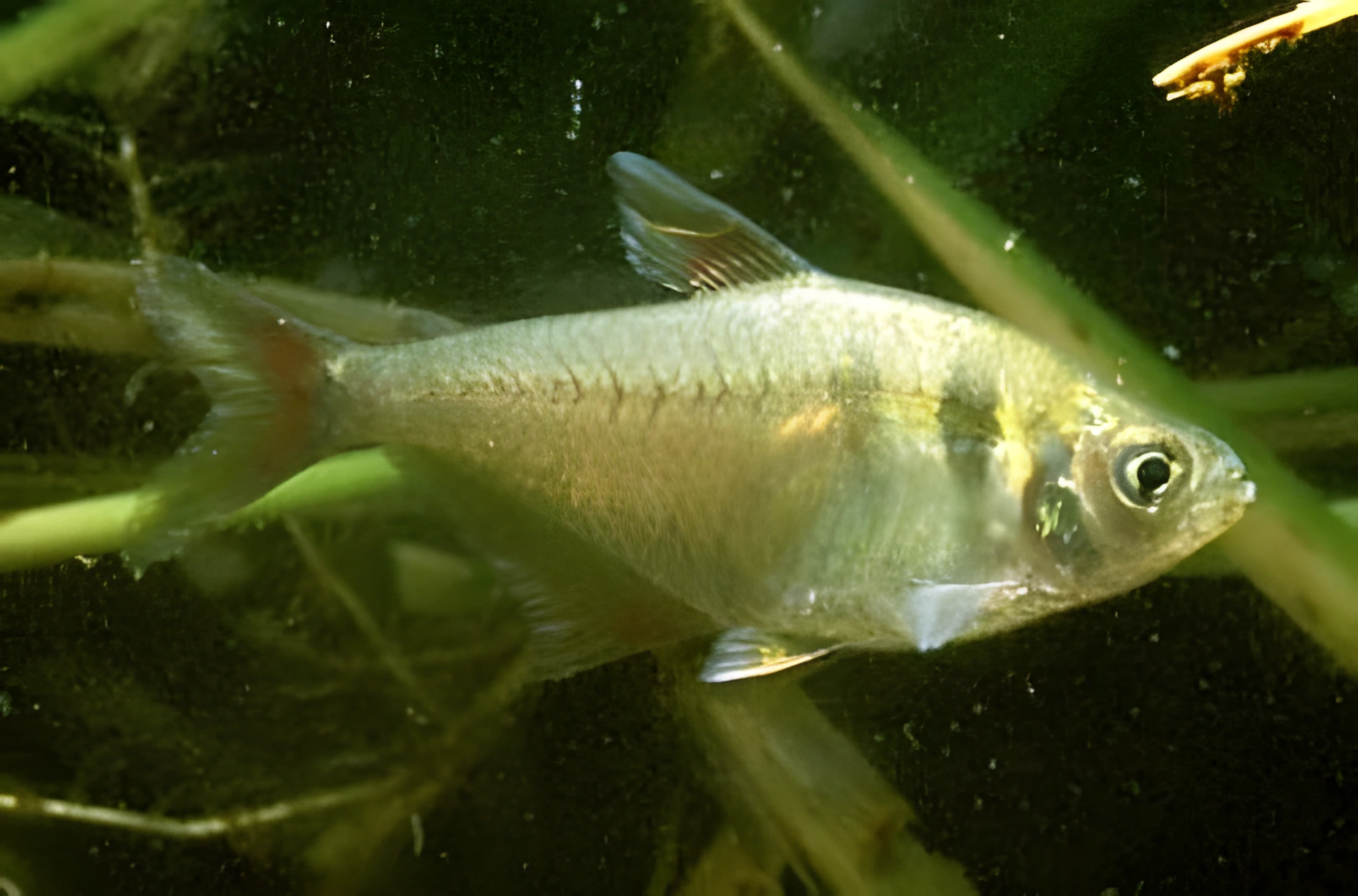 Fotografía del pez de acuario Tetra amarilla