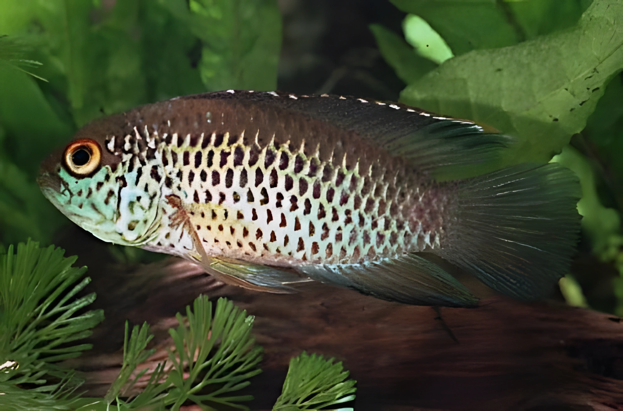 Fotografía del pez de acuario Cíclido de ojos amarillos